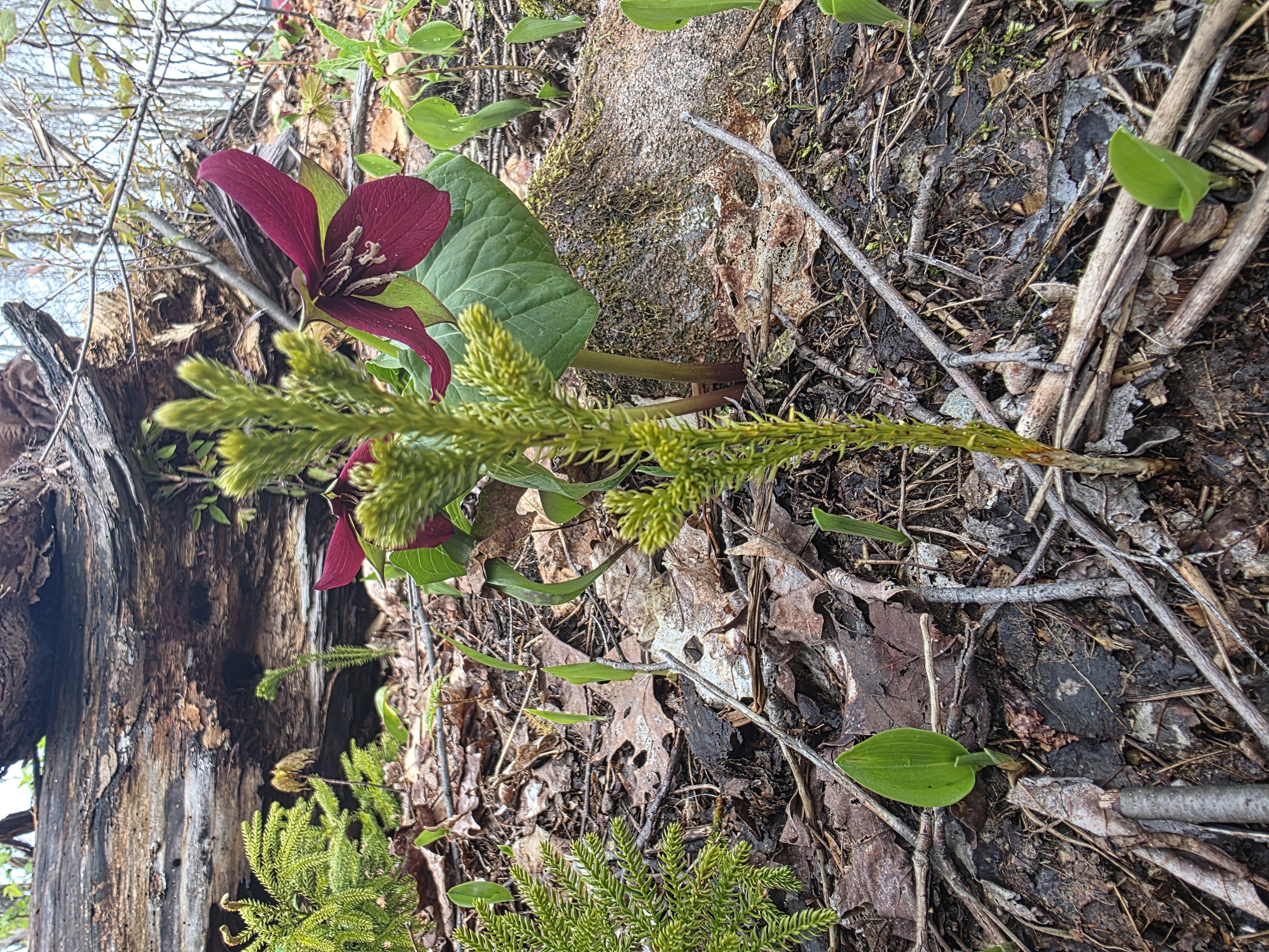 Red trillium and clubmoss — Cold south shore emergence through saturated leaf litter beside collapsed hardwood.