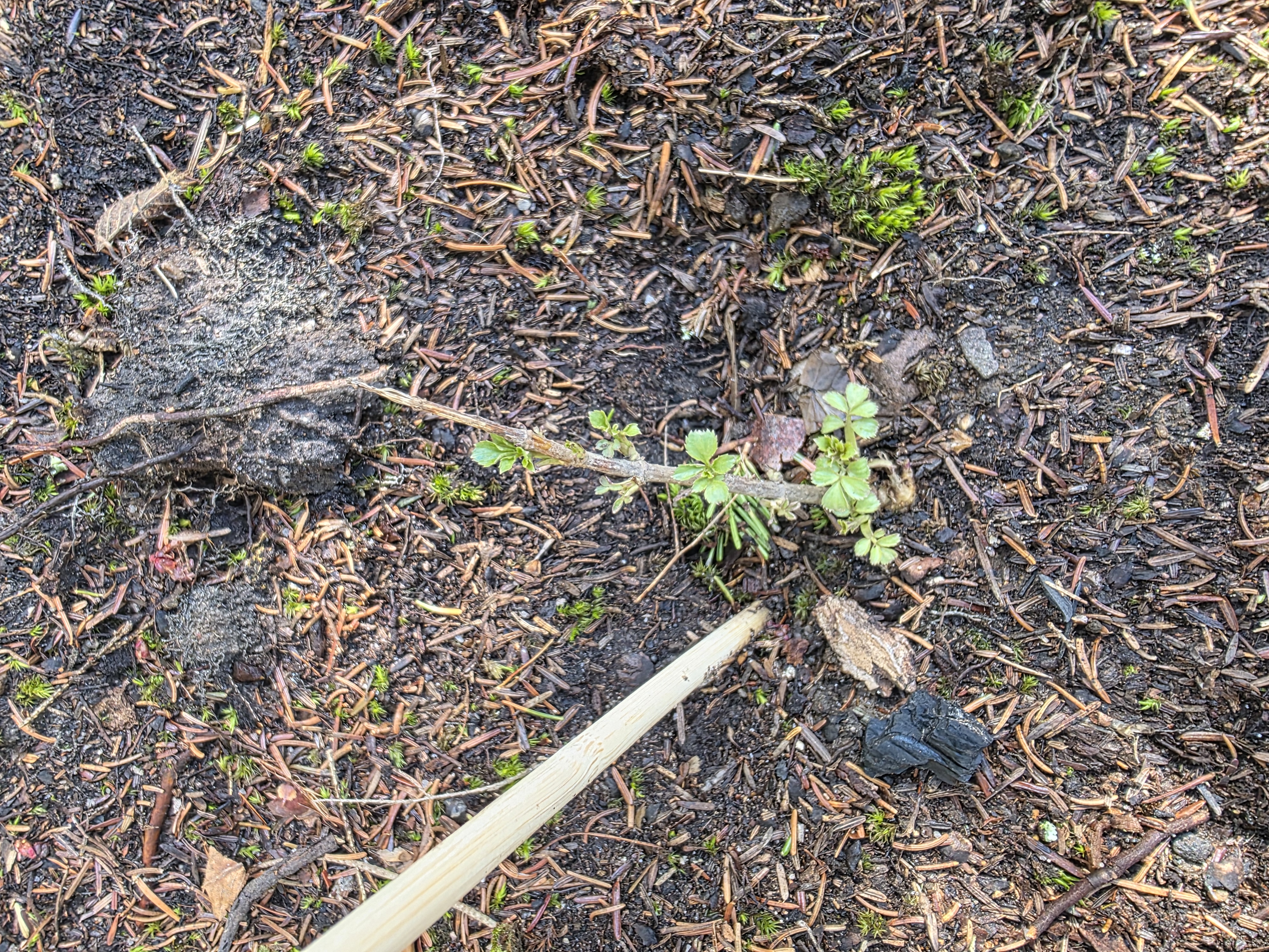 American elderberry planting — Newly planted Sambucus canadensis showing early leaf break despite cold soil conditions.