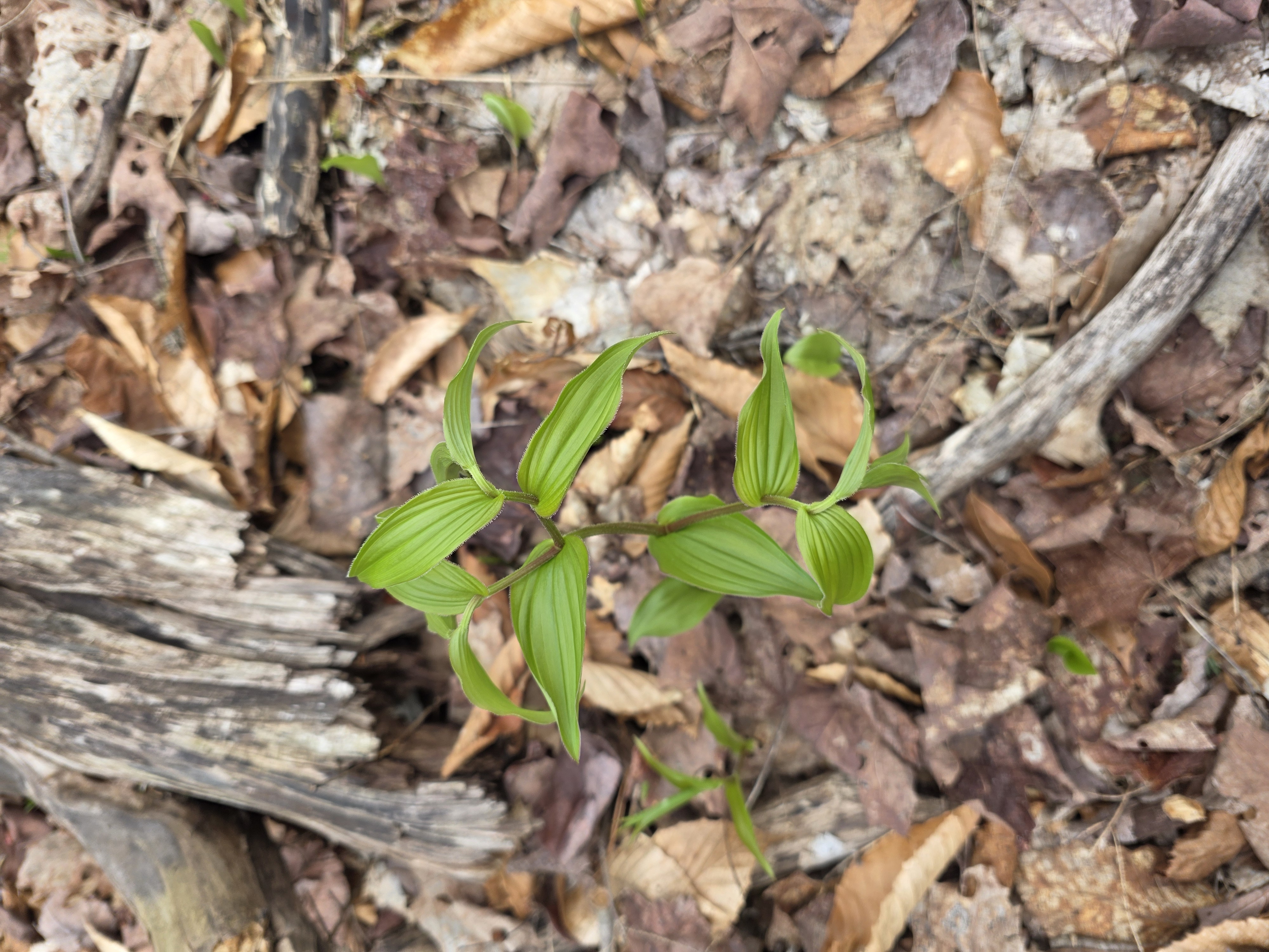 Sessile-leaved bellwort — Uvularia sessilifolia colony before full canopy closure.