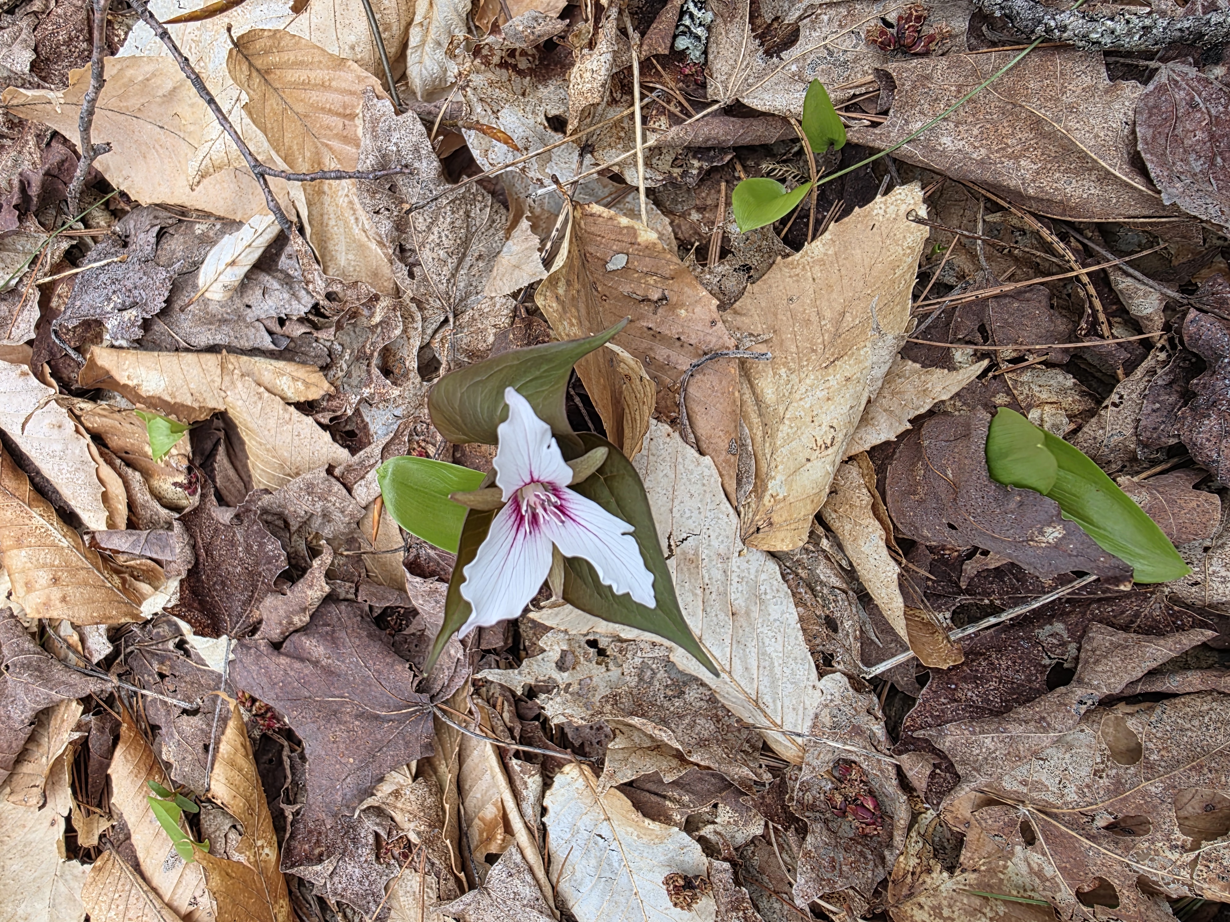 Painted trillium — Trillium undulatum emerging through the acidic forest understory.