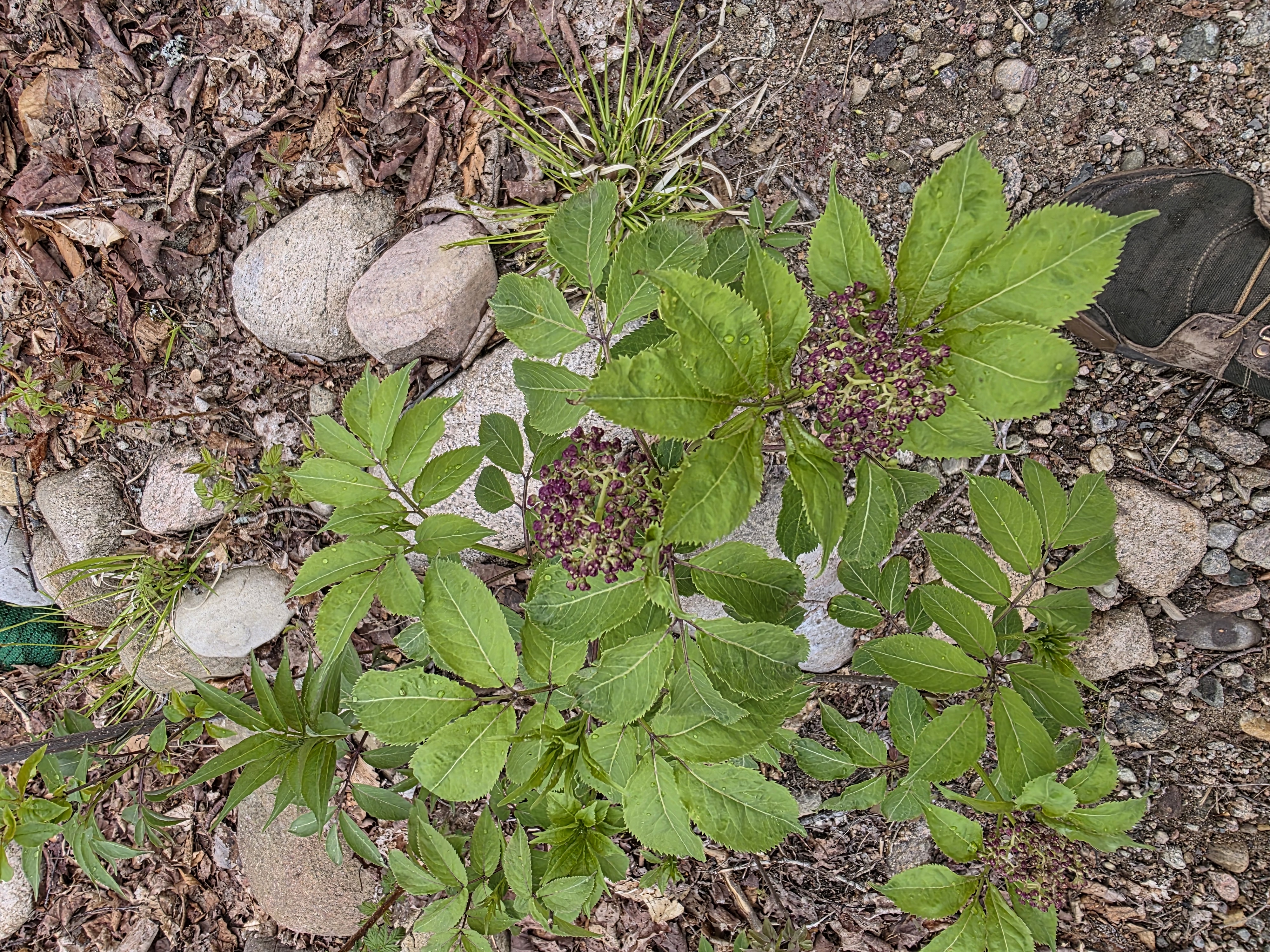 Red elderberry — Probable Sambucus racemosa buds emerging along the woodland edge.