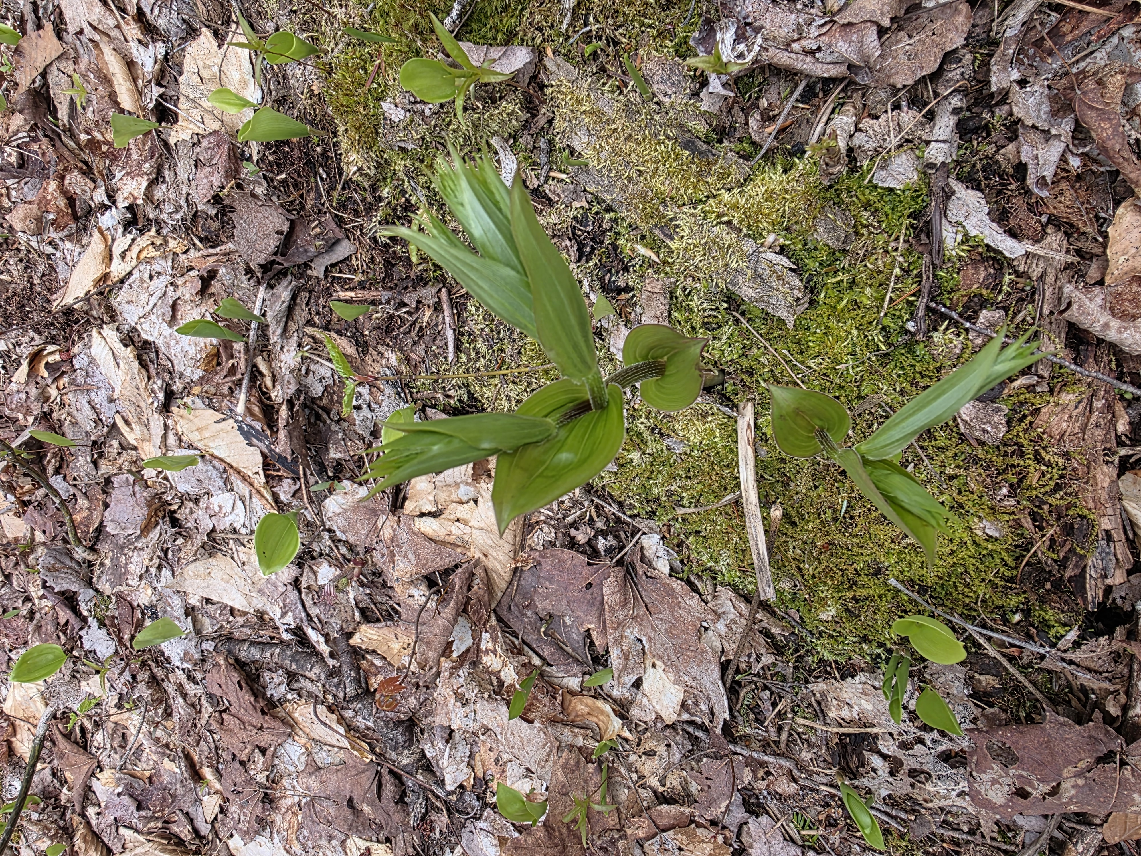 False hellebore — Veratrum viride rising from saturated spring ground.