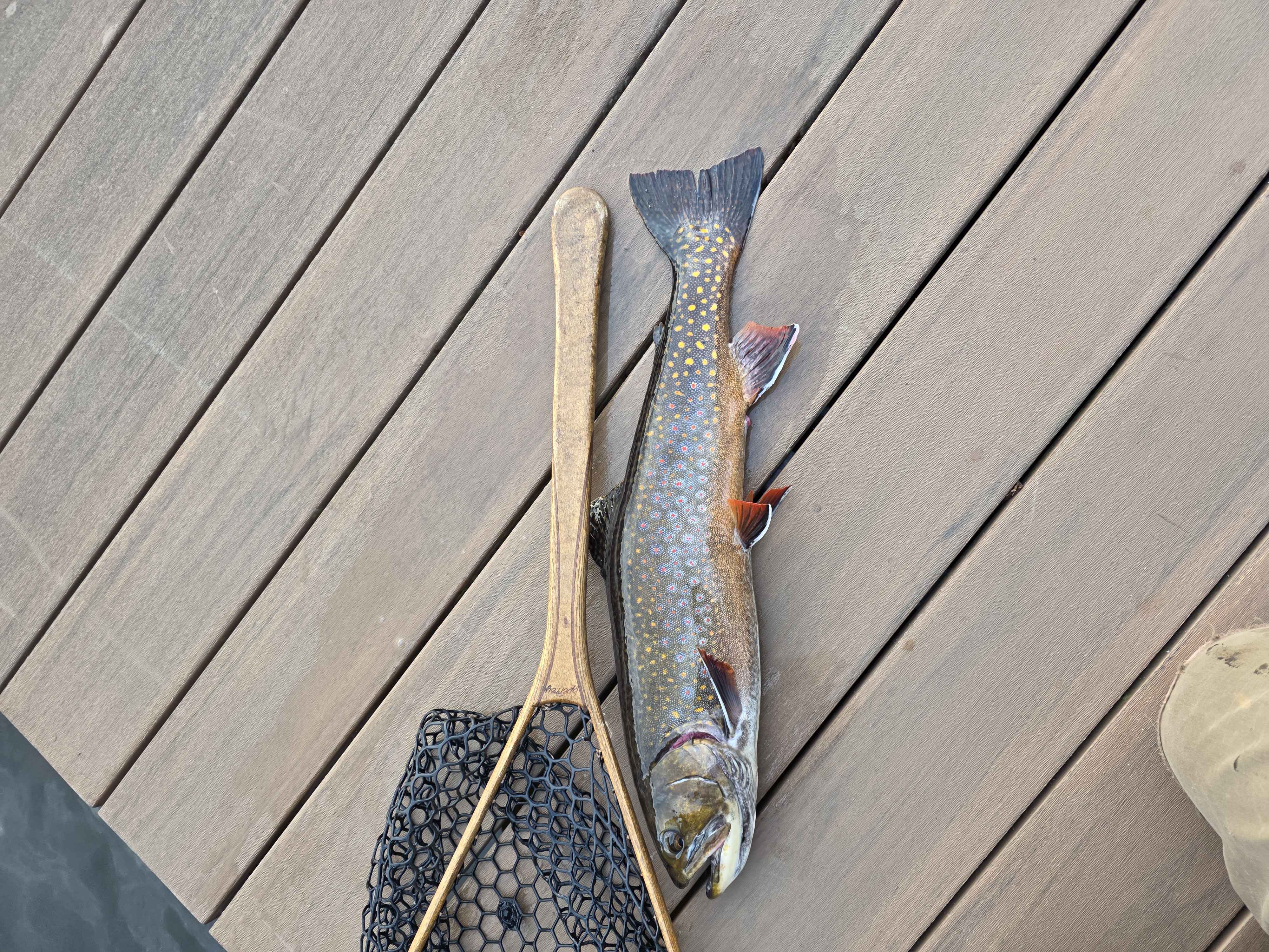 Brook trout from the dock — Personal best from the pond, heavy-headed and lean-bodied after winter.