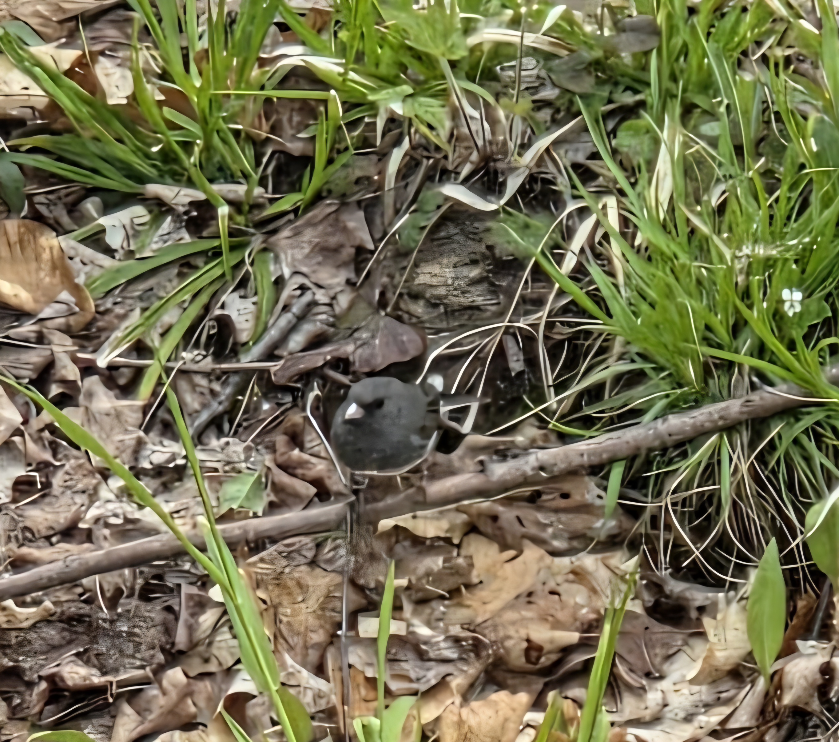 Dark-eyed junco — The bird near the ground nest, nearly lost in leaf litter and spring grass.