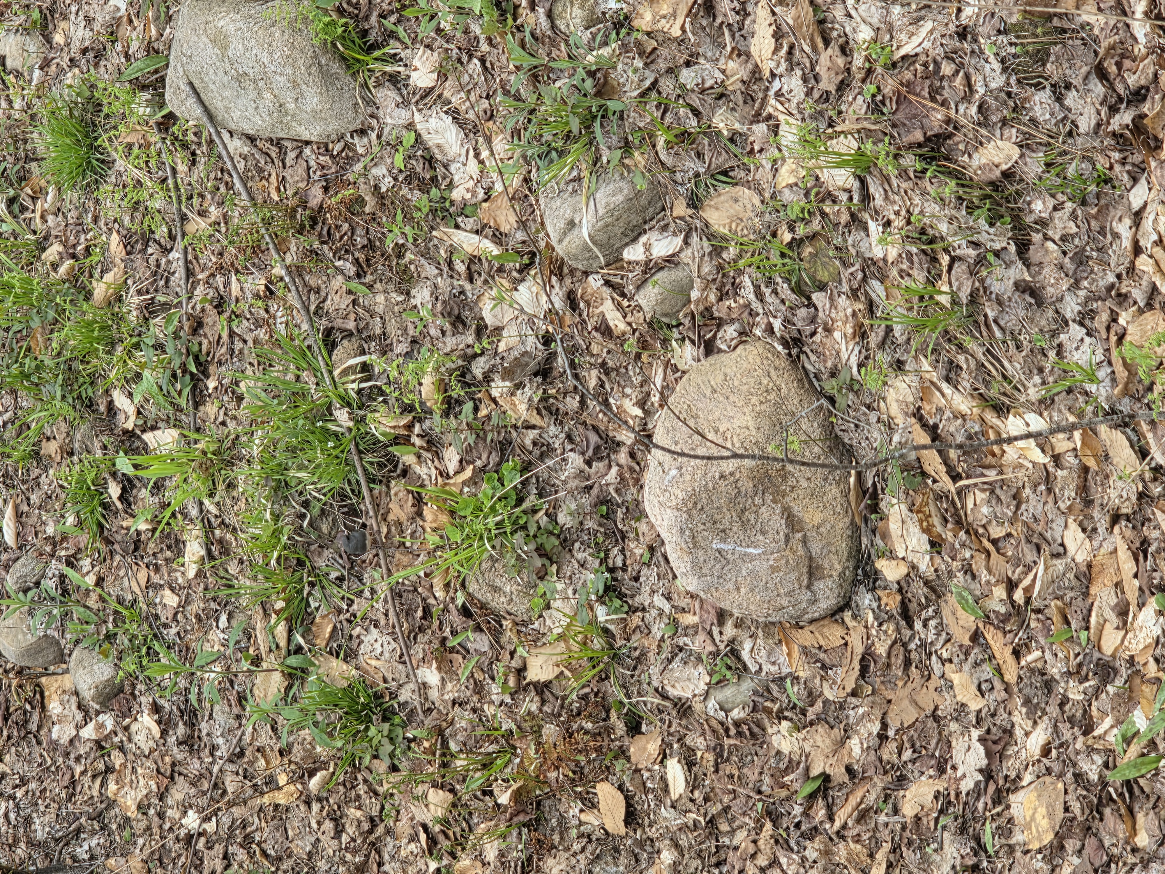 Junco nest — Ground nest tucked into the litter layer, using leaves, grass, and concealment as structure.