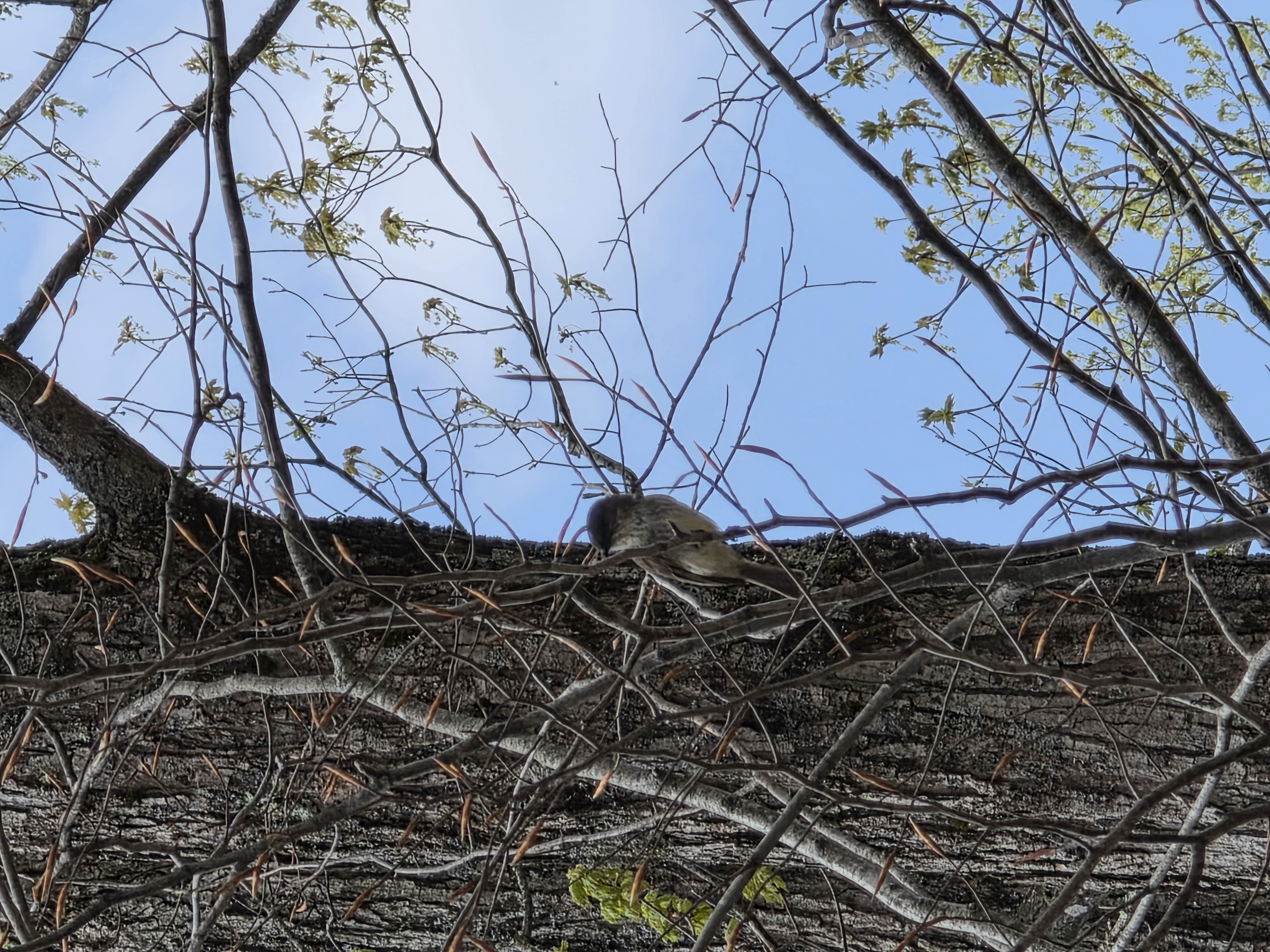 Eastern Phoebe — Perched near the barn, confirmed by nest behavior and field observation.