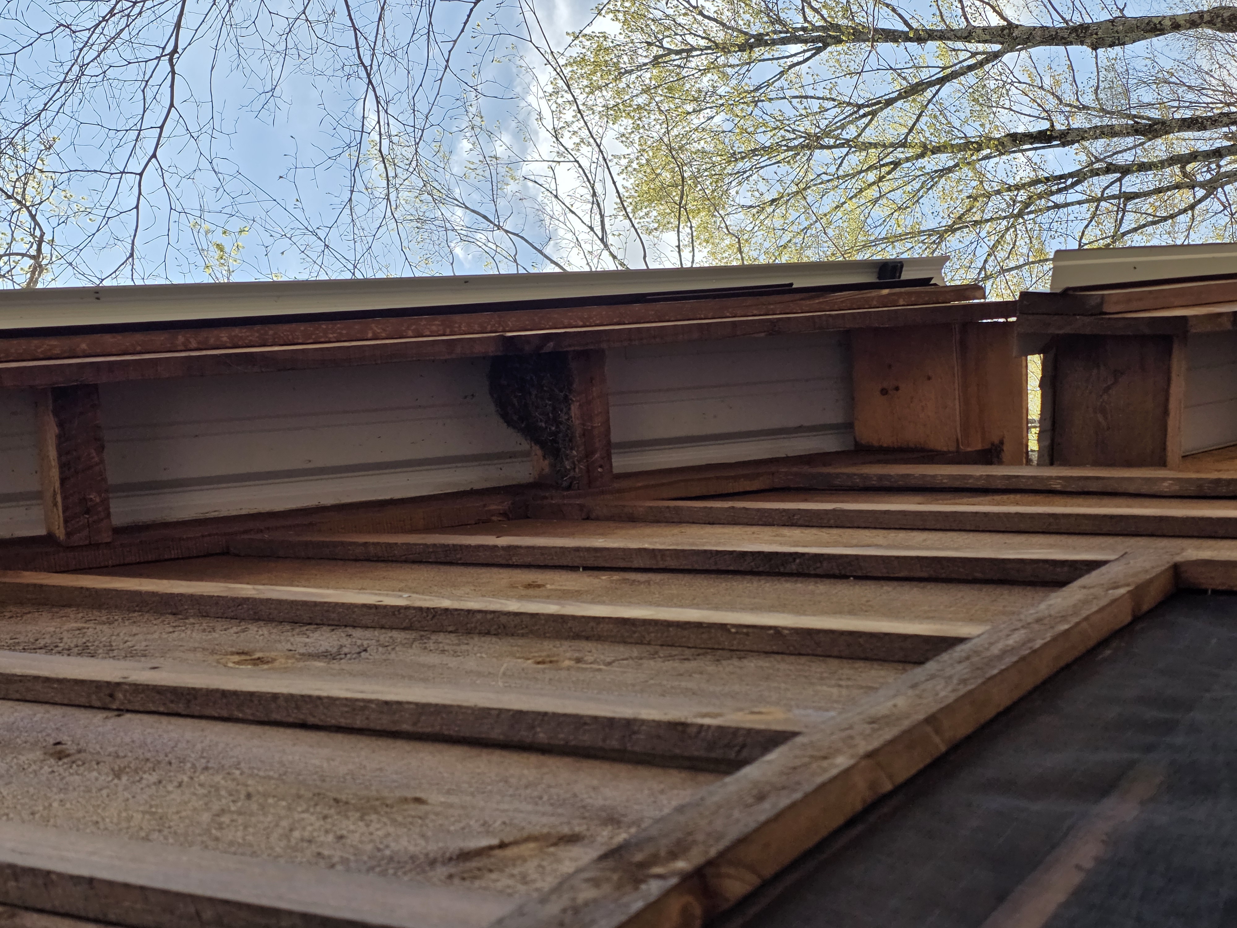 Phoebe nest — Mud nest fixed to the barn rafters, turning a steep beam into breeding ledge.