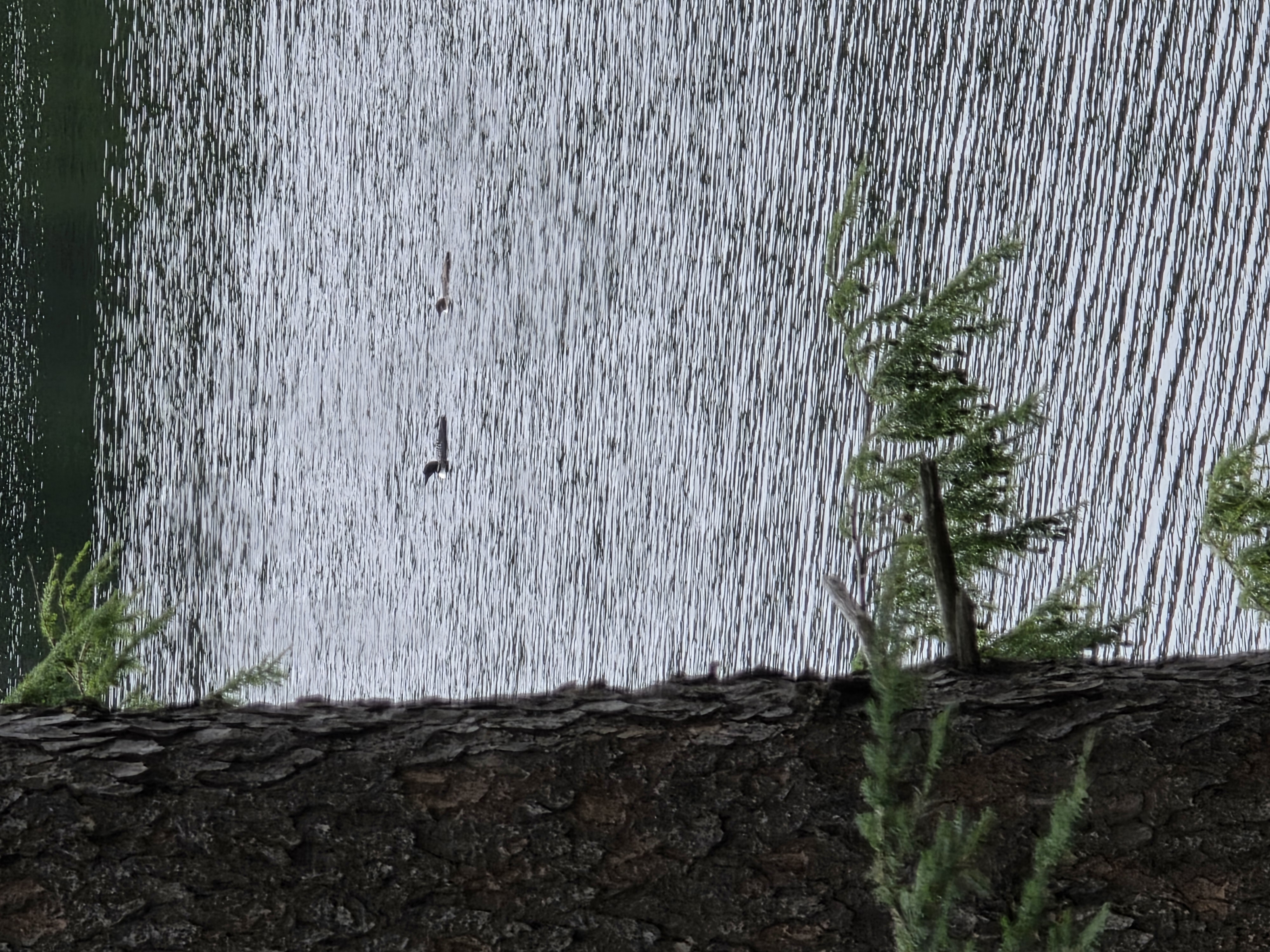 Adult Common Loon and juvenile on the water in front of the lean-to, August 10, 2026. A second adult was also present nearby but is outside this photograph.