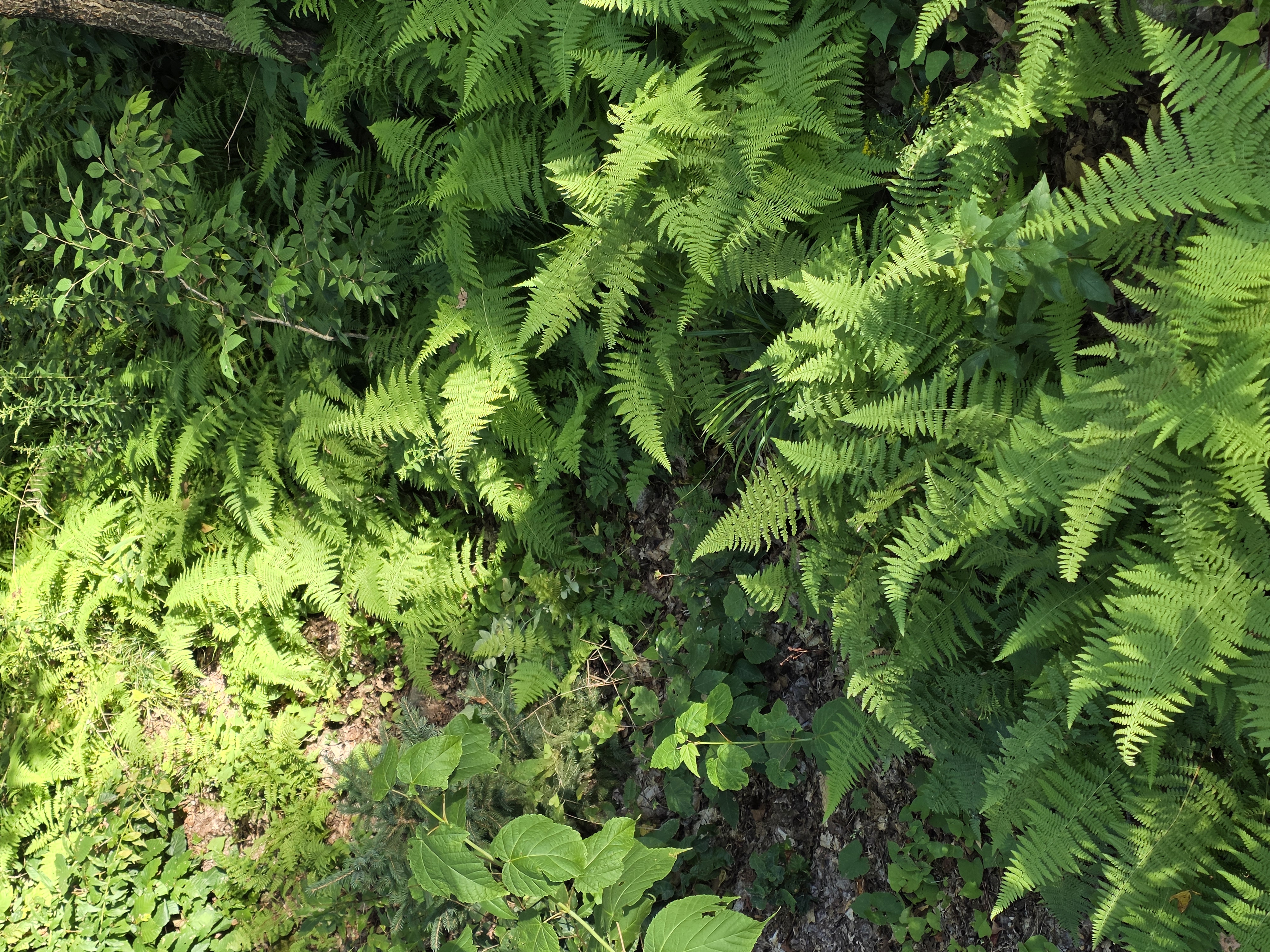 Fern-covered forest floor with the abandoned Dark-eyed Junco nest concealed at the center