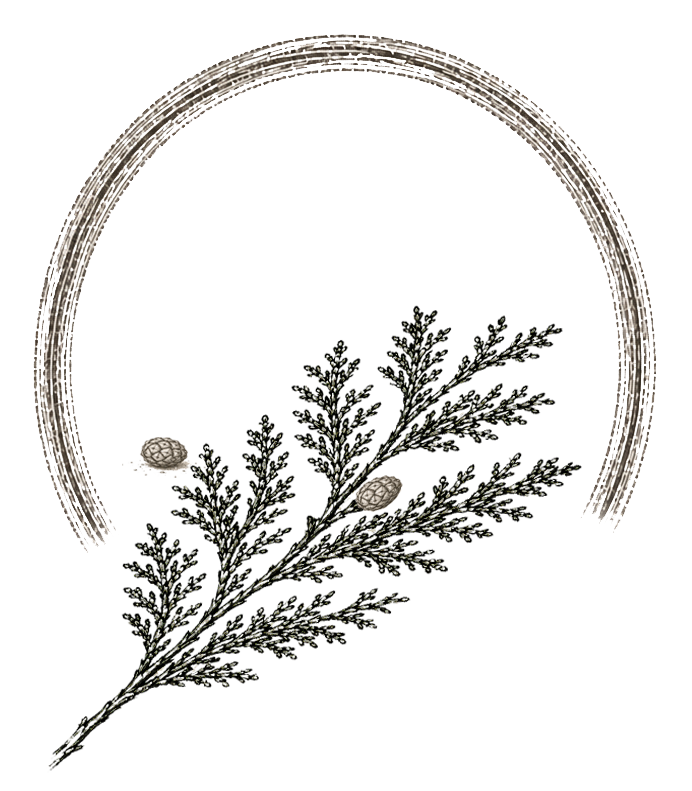 The Council Mark: an incomplete pencil circle with cedar laid across the breach
