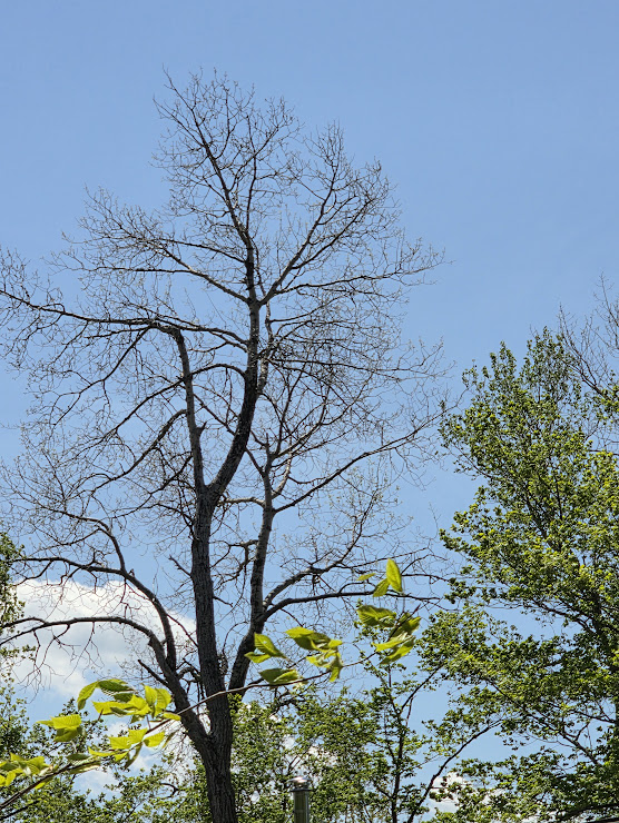 Aspen standing bare after flowering while surrounding trees leaf out