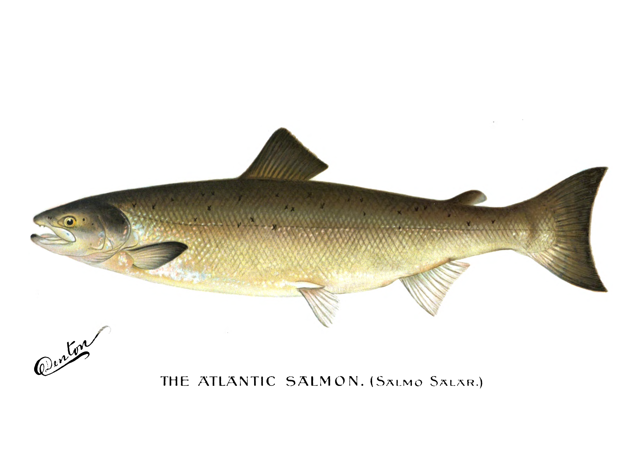 Sherman F. Denton illustration of an Atlantic salmon from the New York State fisheries report