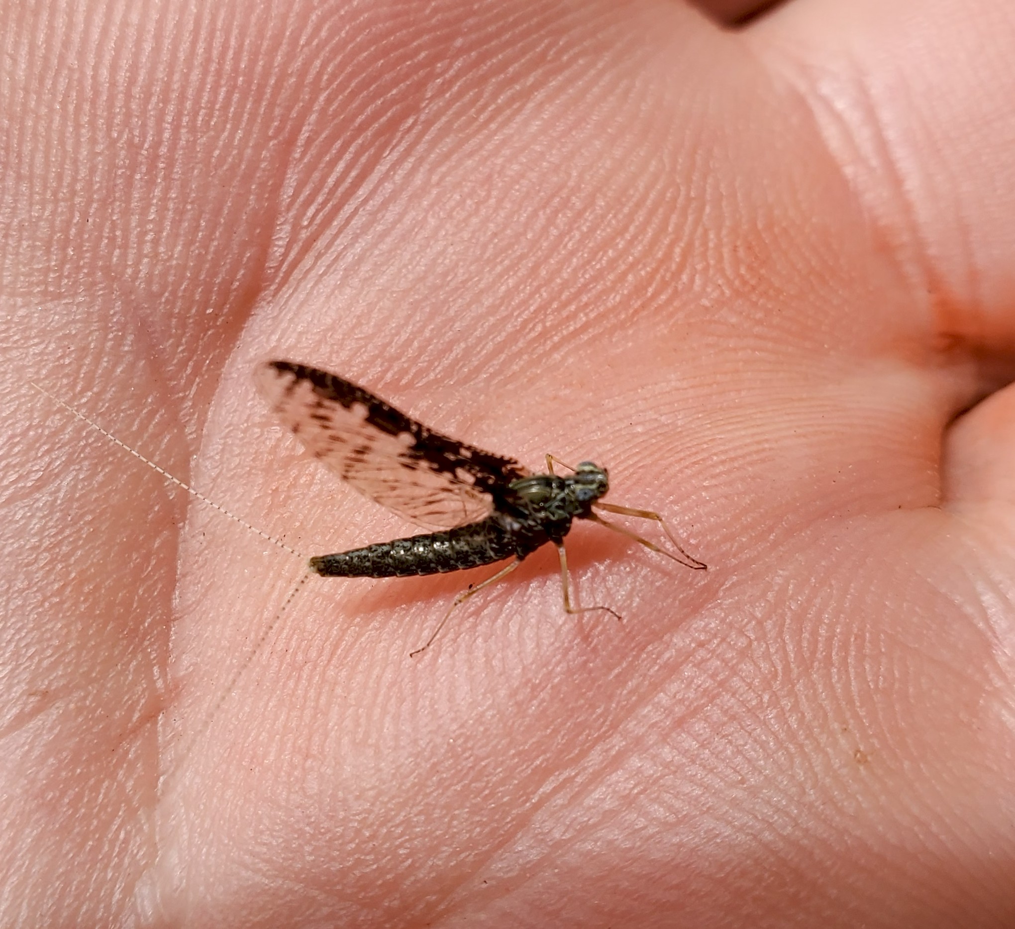 Mayfly witness