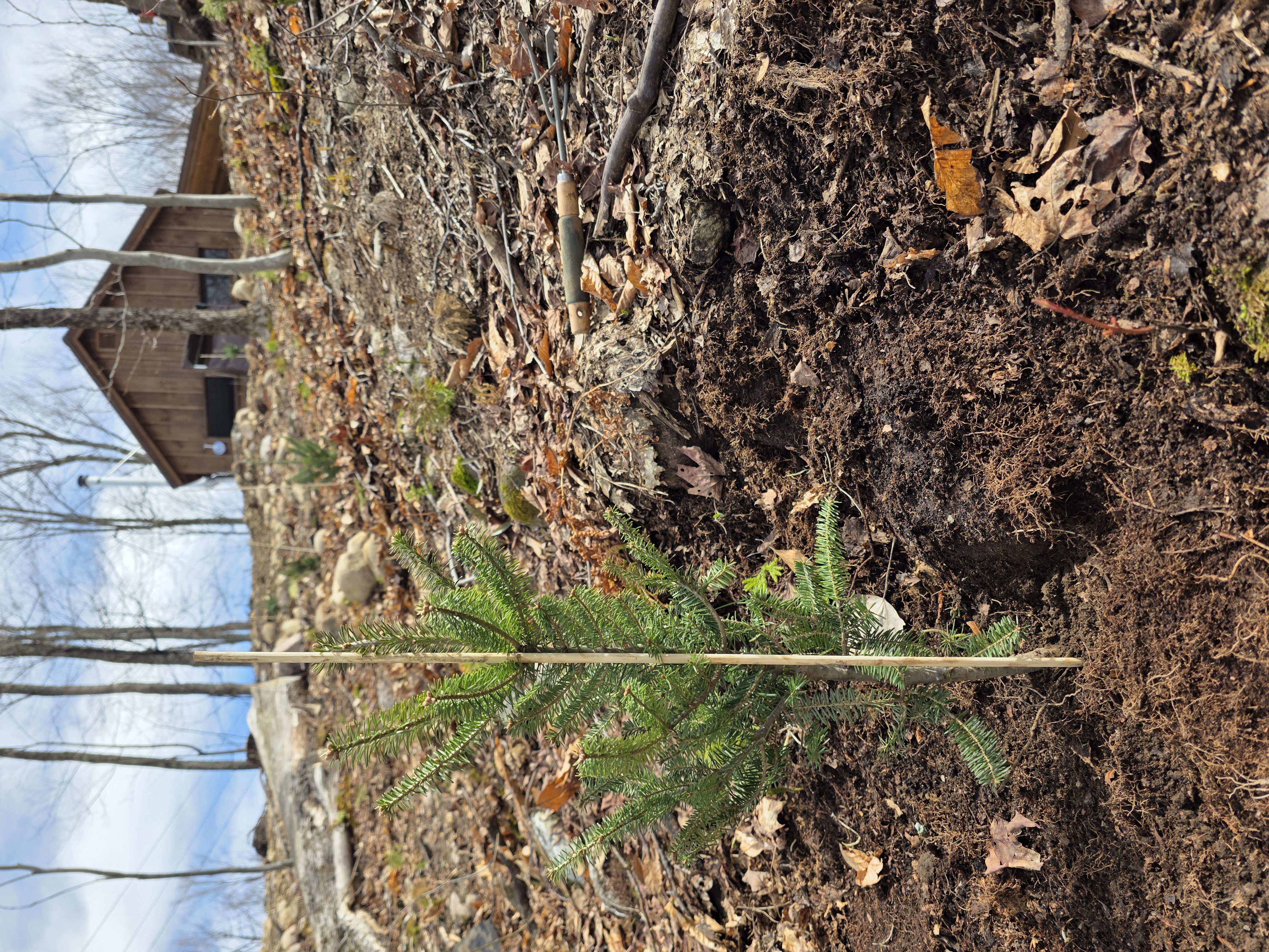 Balsam fir planted on the slope below the barn