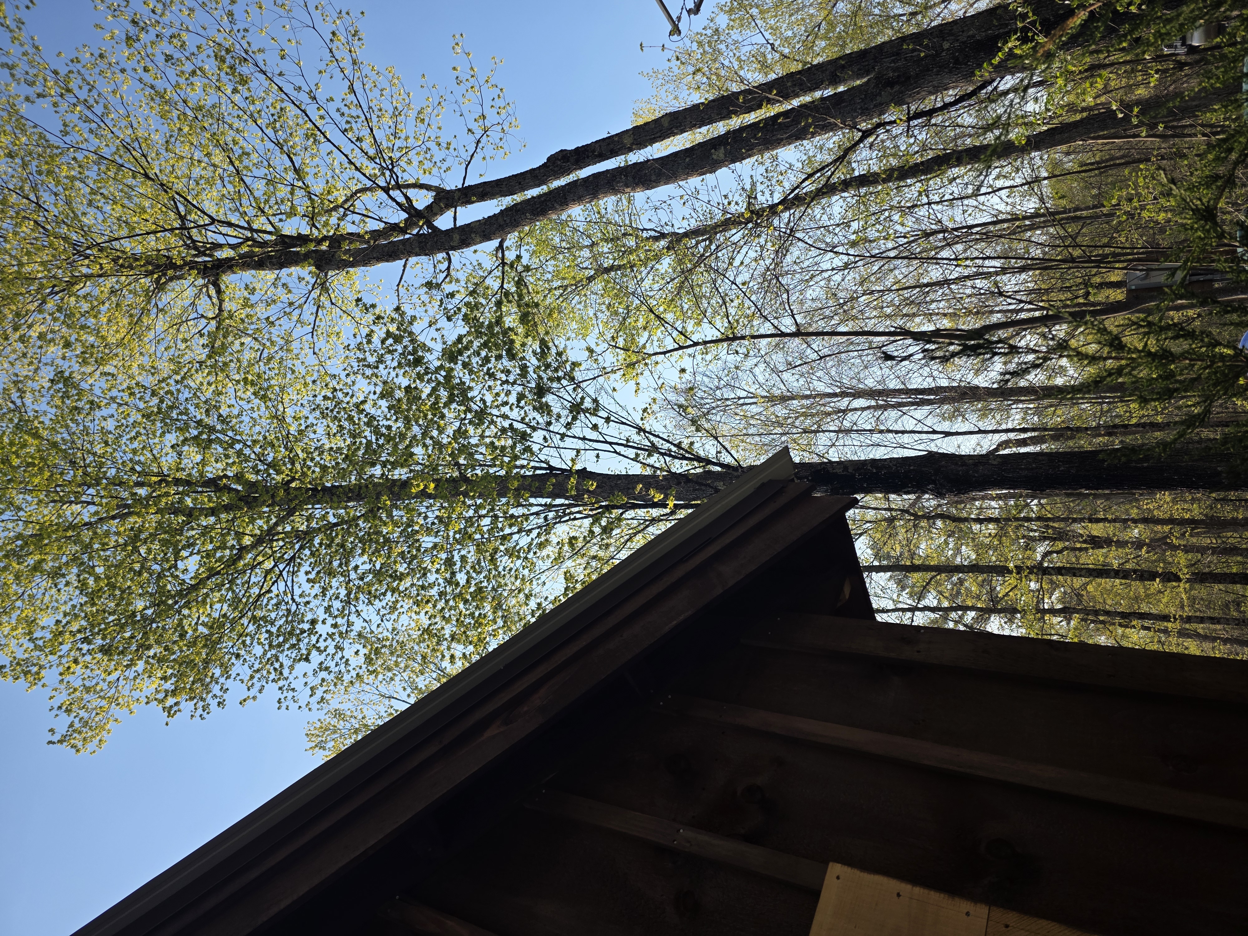 Looking up into the trees from the corner of the barn where robin song was recorded
