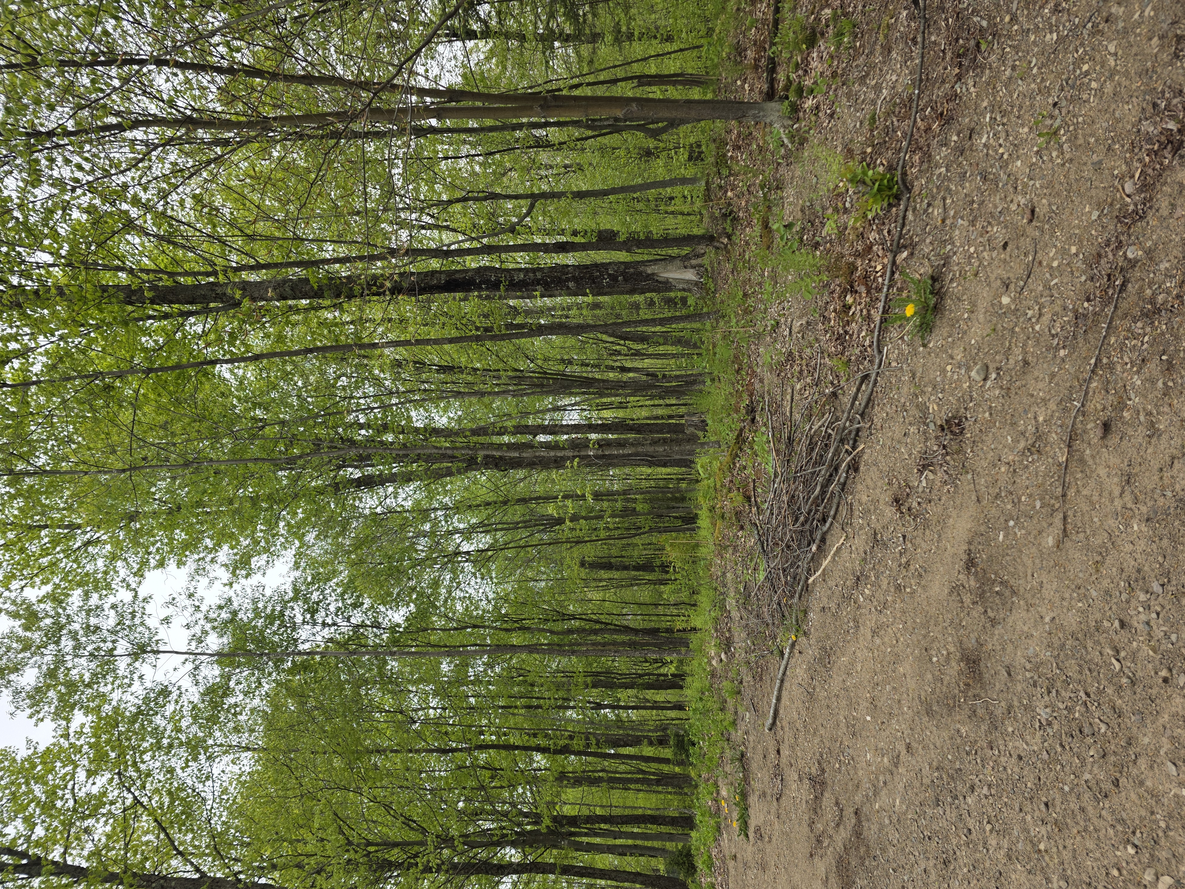 Maple stand where a Barred Owl was seen moving through the trees
