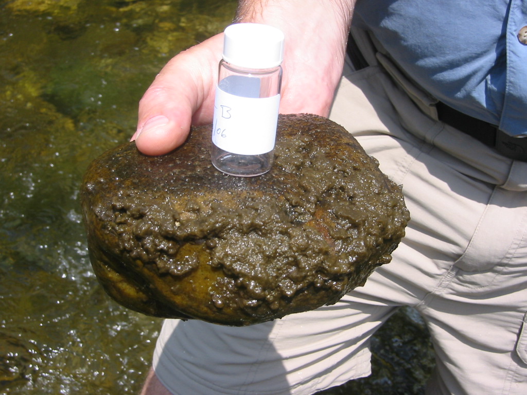 Sample vial placed on a Didymo-coated rock in the Batten Kill