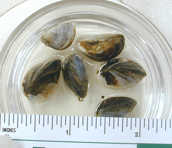 Adult zebra mussels from the Batten Kill in a watch glass against an inch ruler