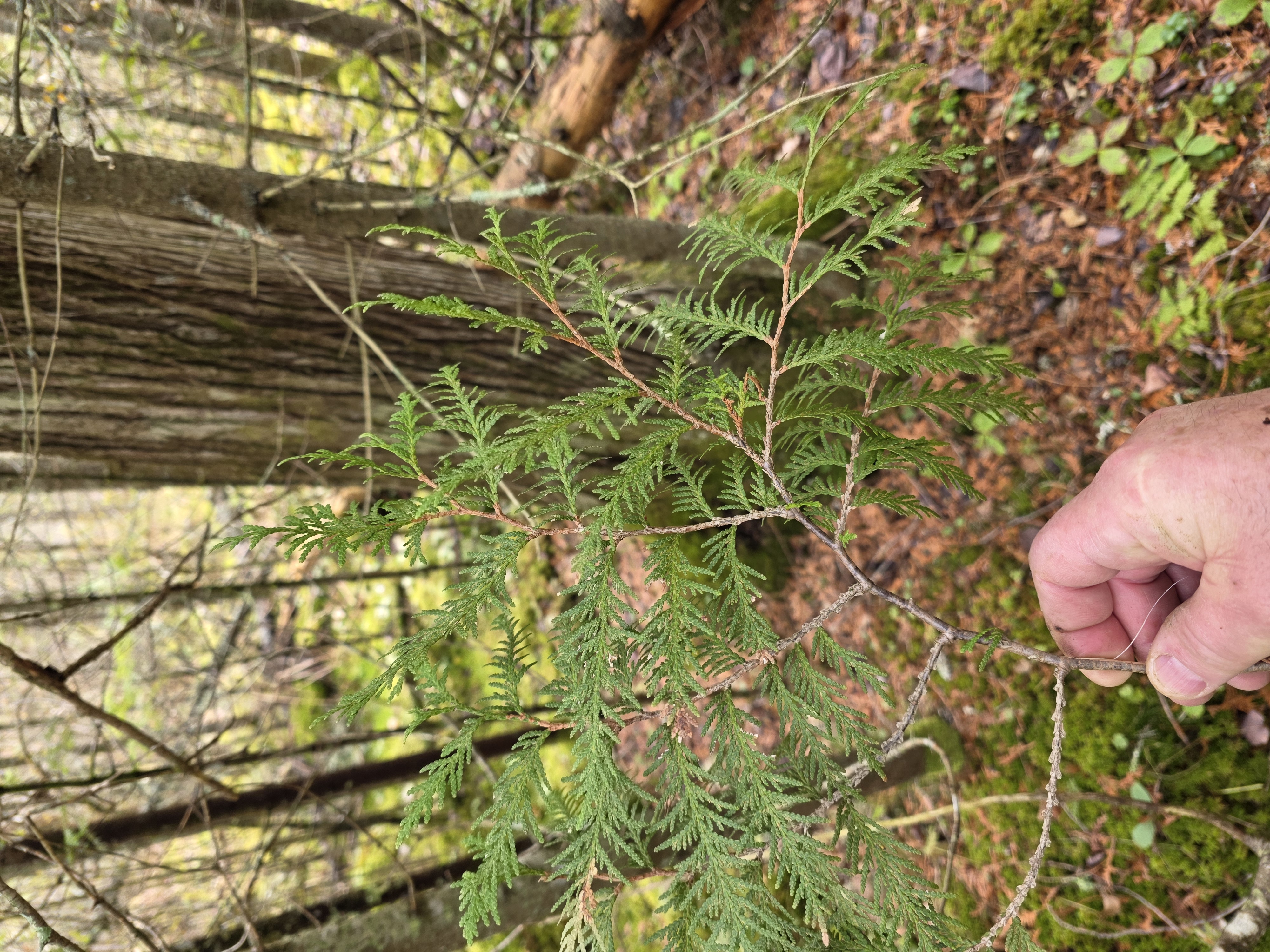 Cedar bough held near its source during the cedar swamp walk