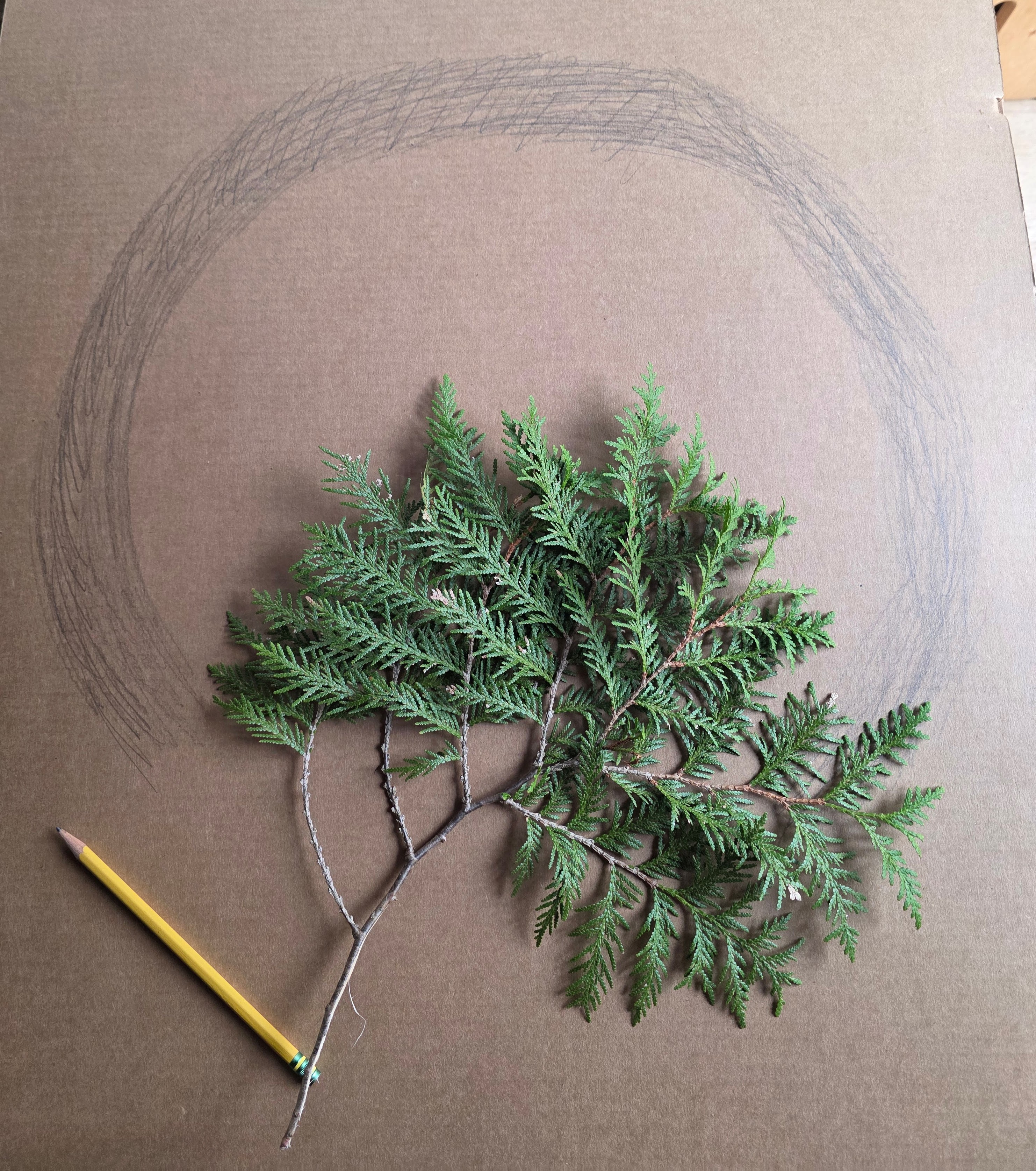 Cedar bough laid across a hand-drawn incomplete circle on cardboard