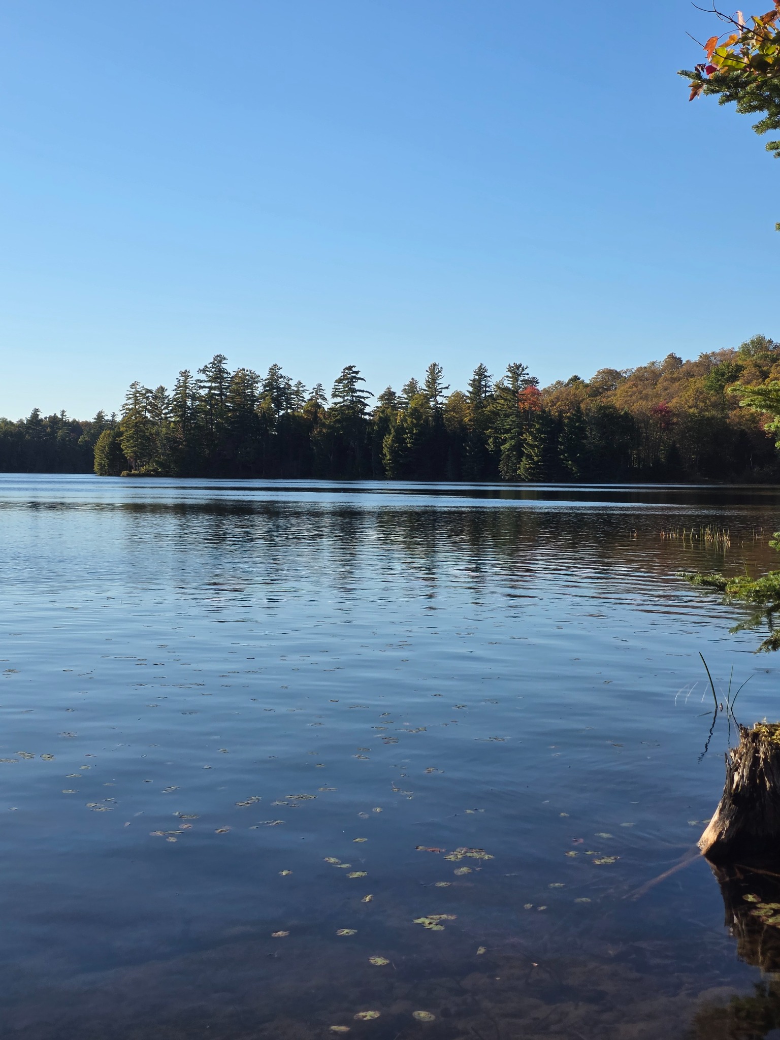 Distant adult and juvenile loon on the Pond below far-shore reflections