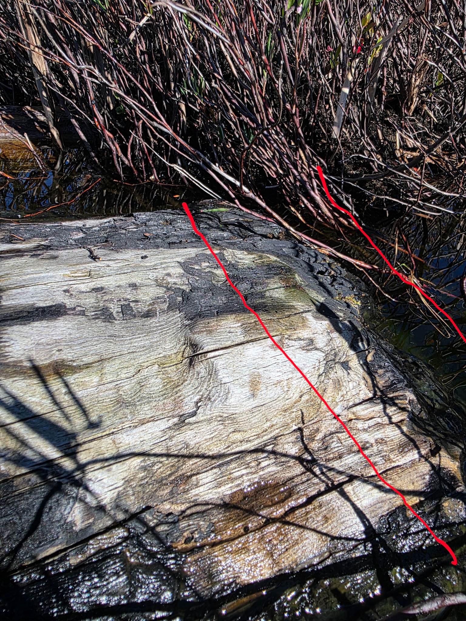 Close view of an oblique end surface on the charred log with red guide lines