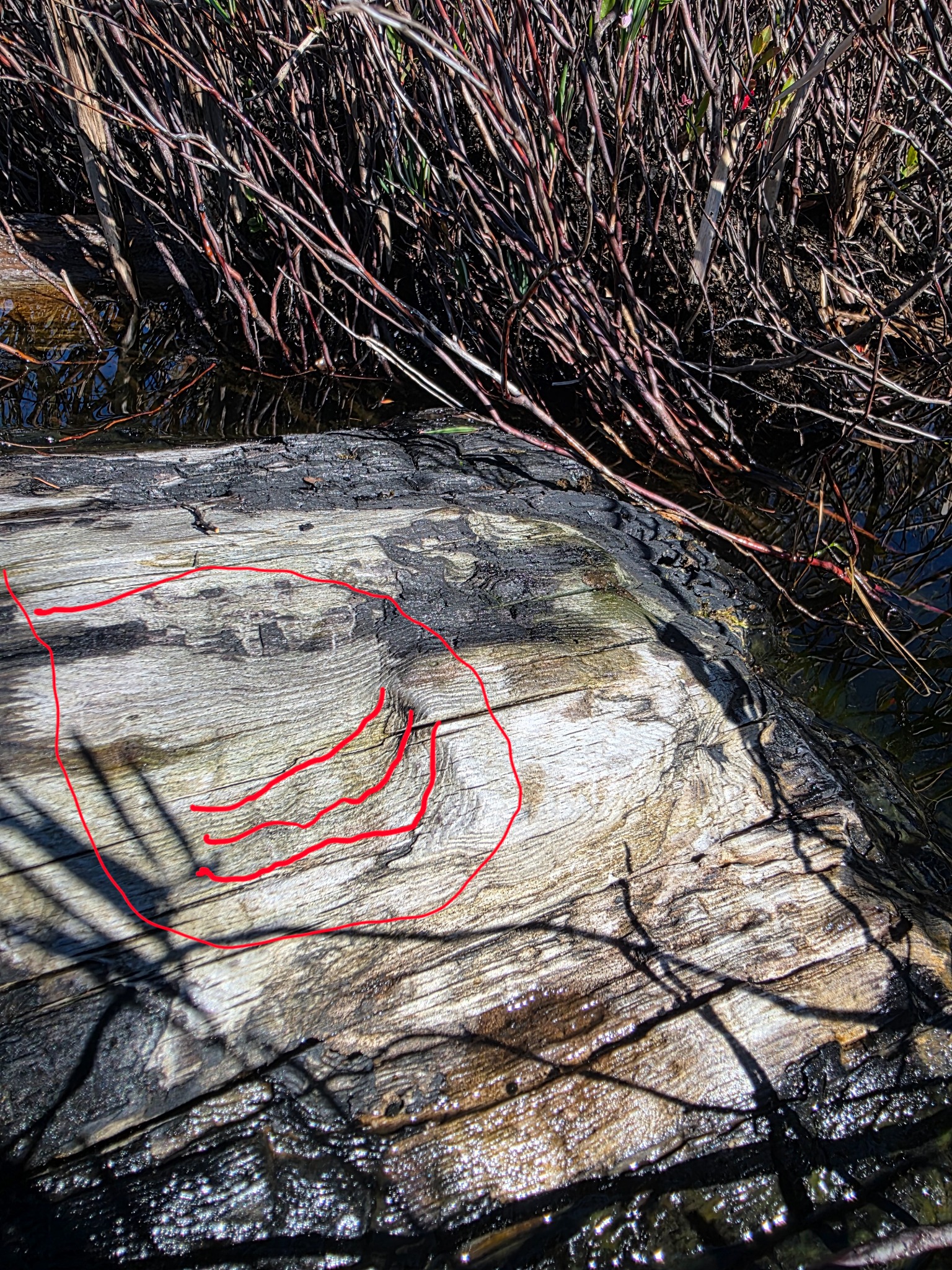 Close view of a shallow worn depression in the exposed wood with red tracing