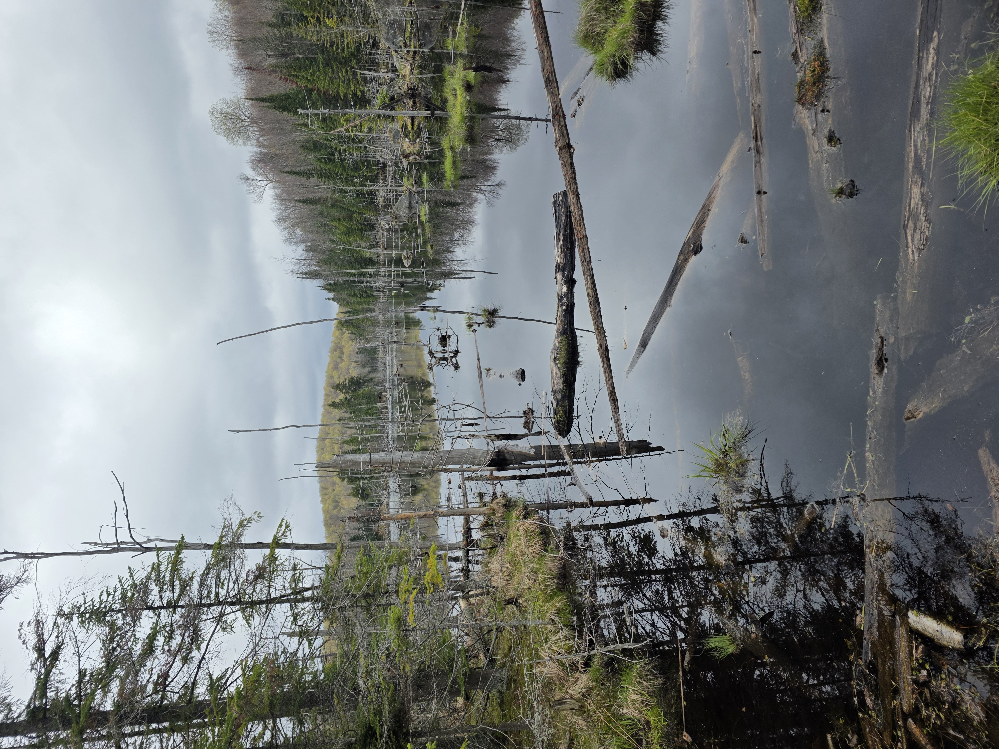 Wetland water, standing timber, and weather under record