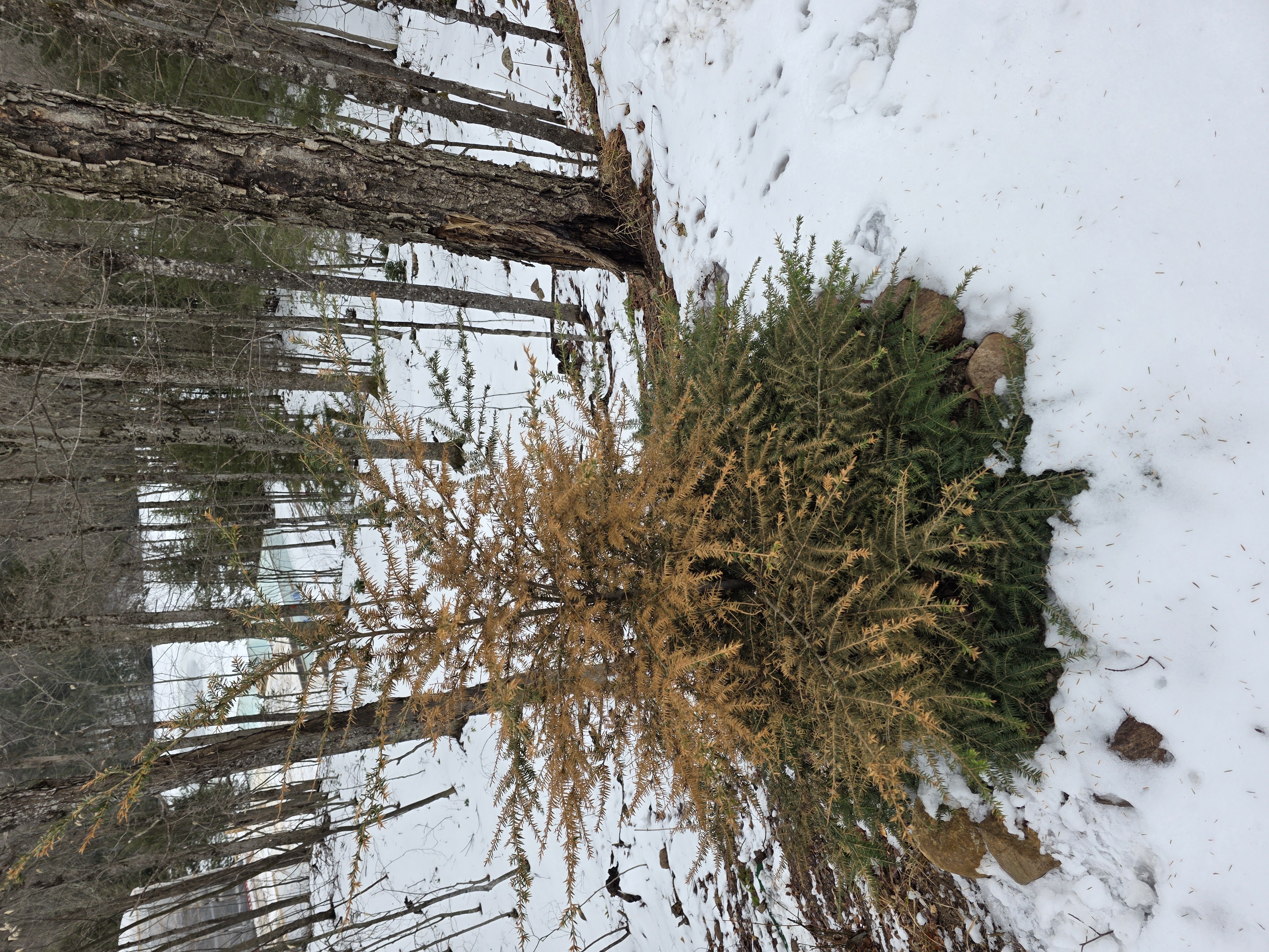 Desiccated Eastern Hemlock