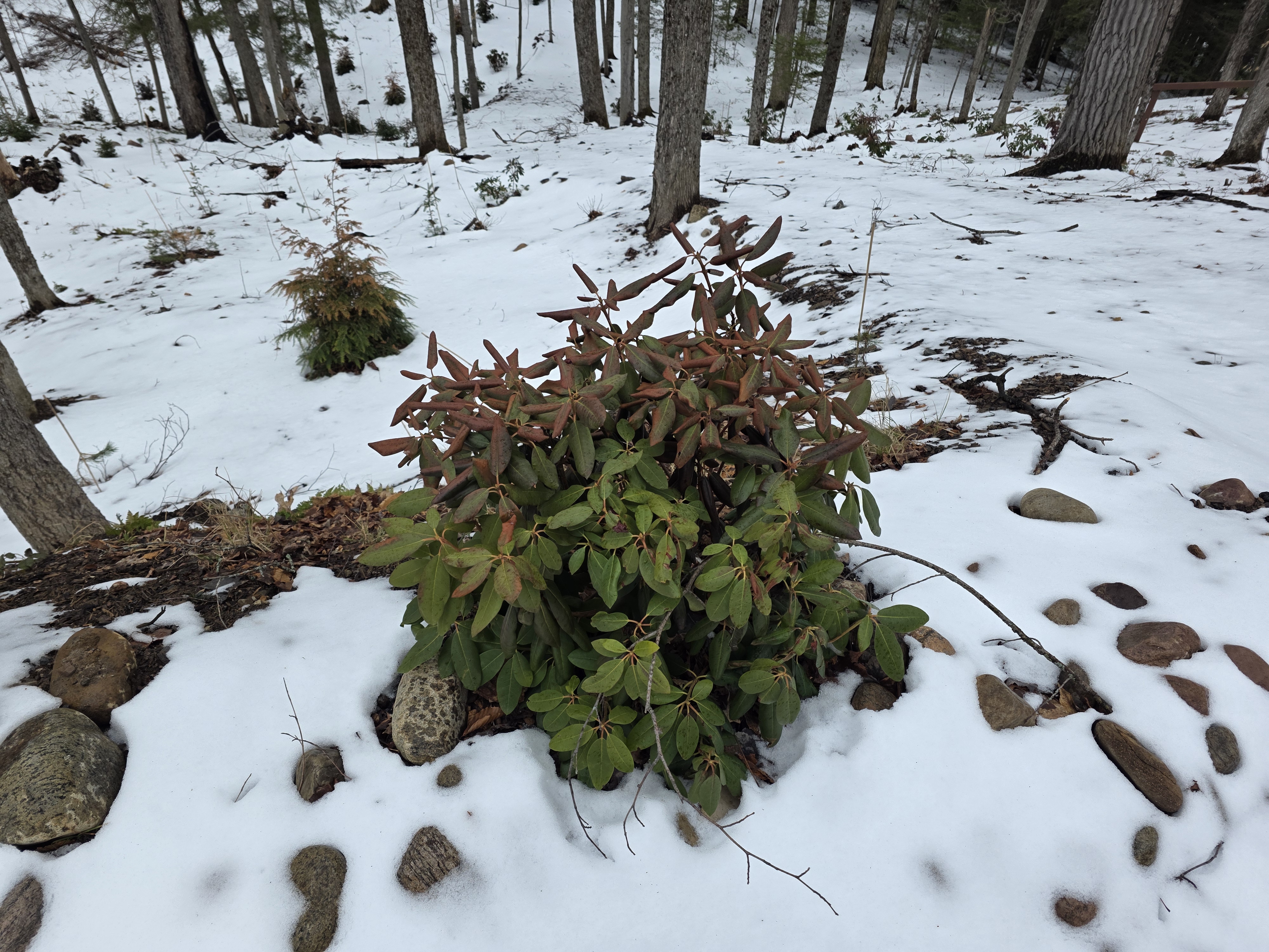 Curled Rhododendron Foliage