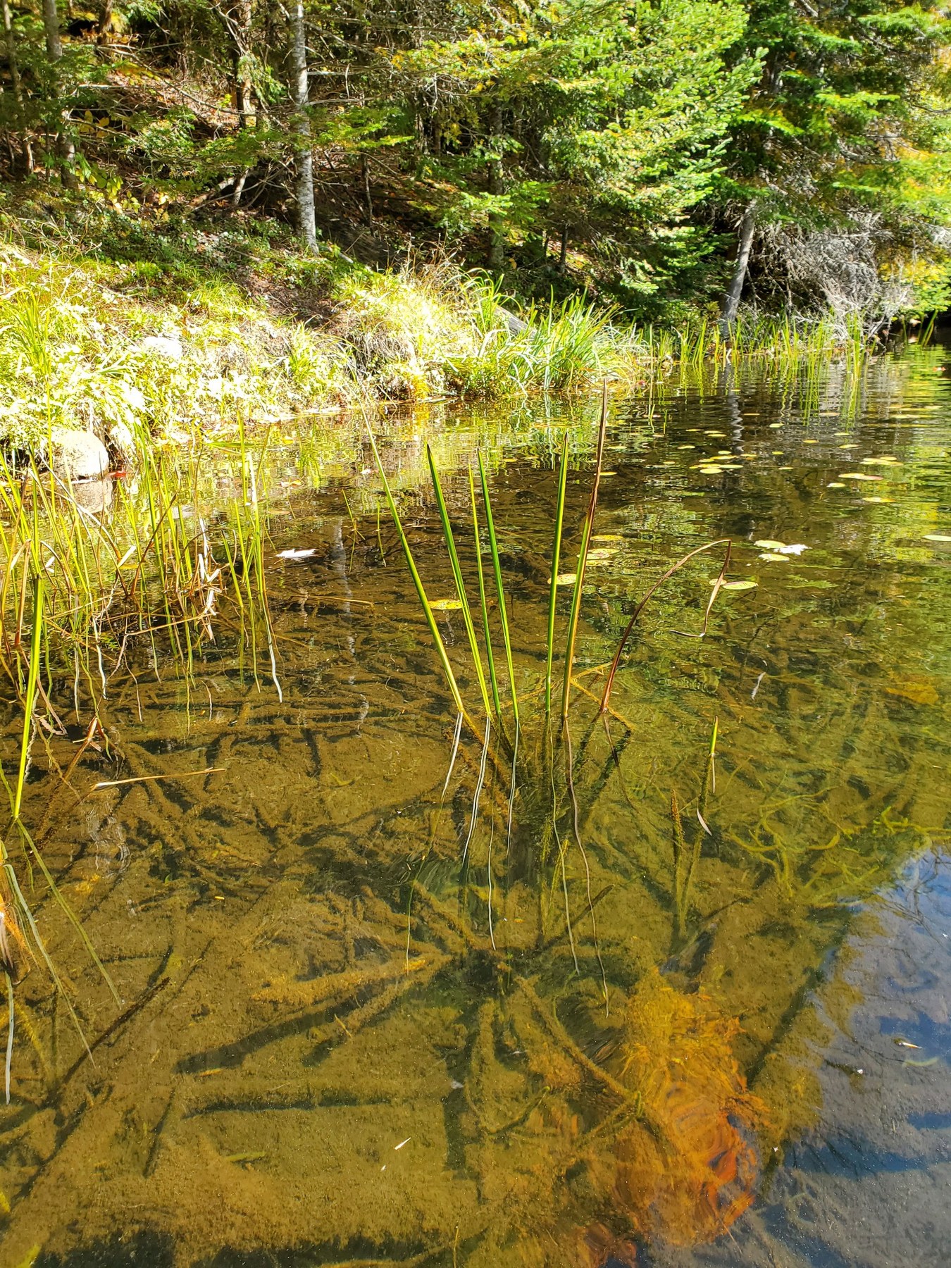 Little Kettle Pond edge with emergent plants, visible bottom, green cast, and algal floc on the substrate.