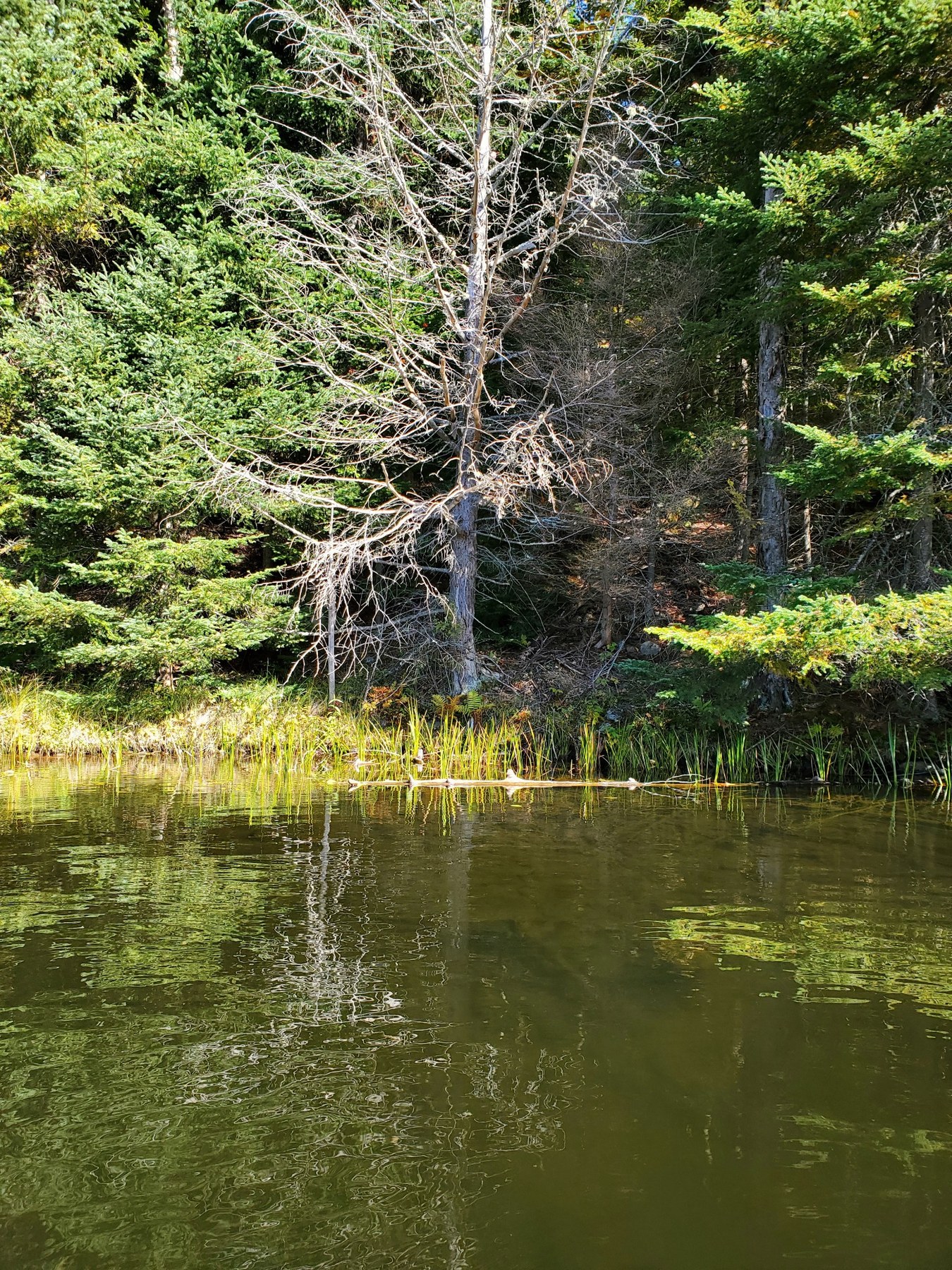 Green cast on Little Kettle Pond during the first close look in 2022.