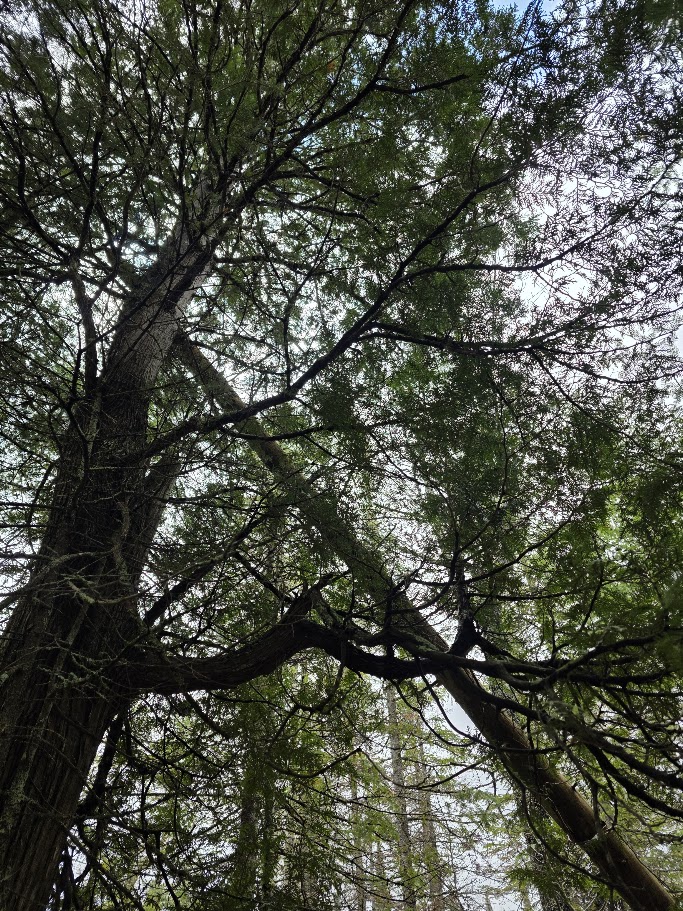 Cedar found in wet ground