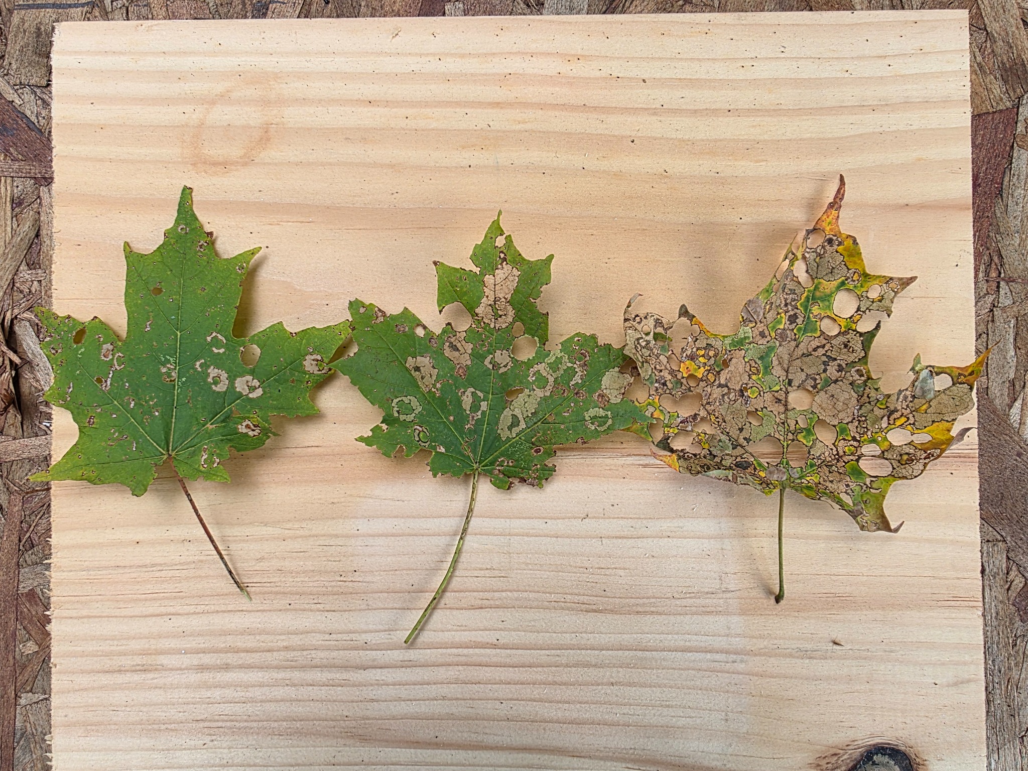 Three maple leaves showing increasing perforation, skeletonizing, and browning