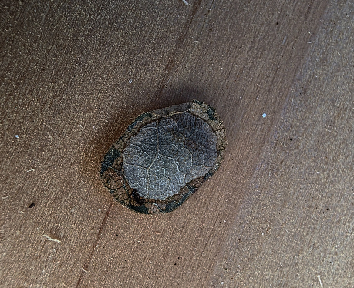 Intact flattened maple leafcutter case made from leaf tissue