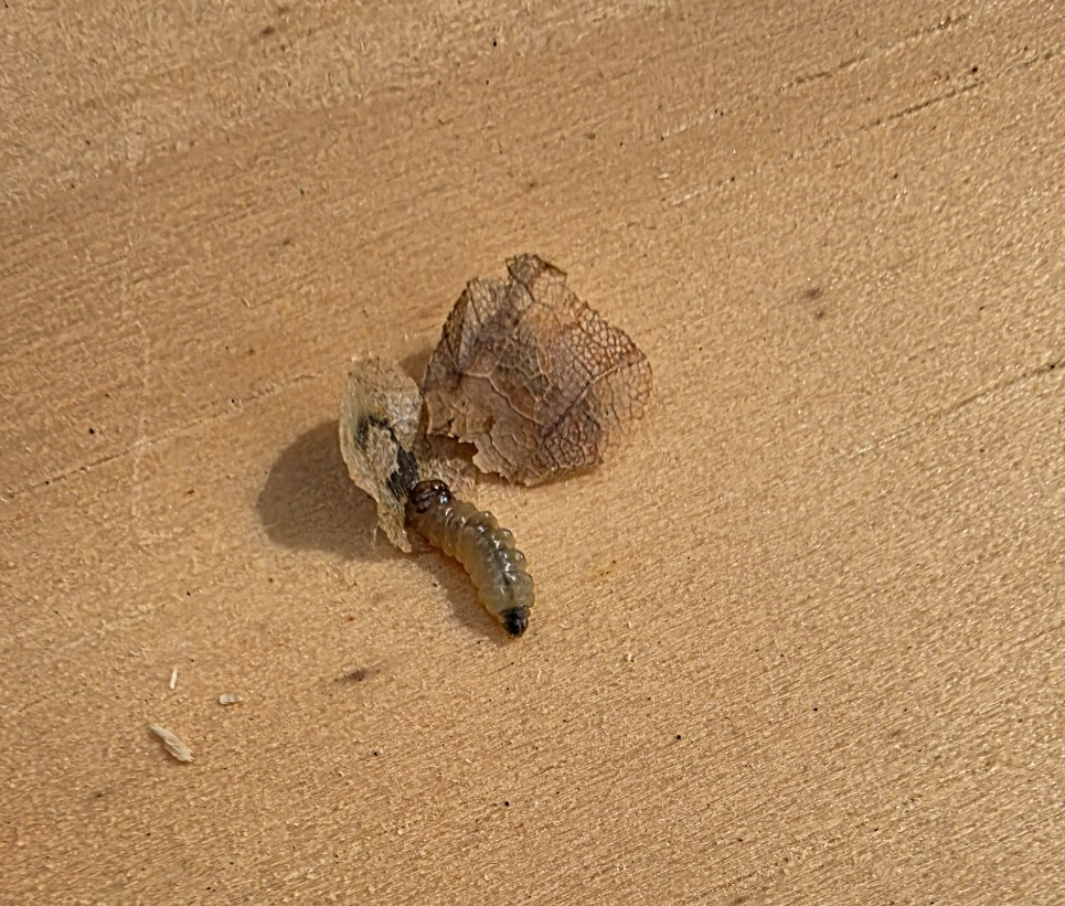 Maple leafcutter larva exposed beside its opened leaf case