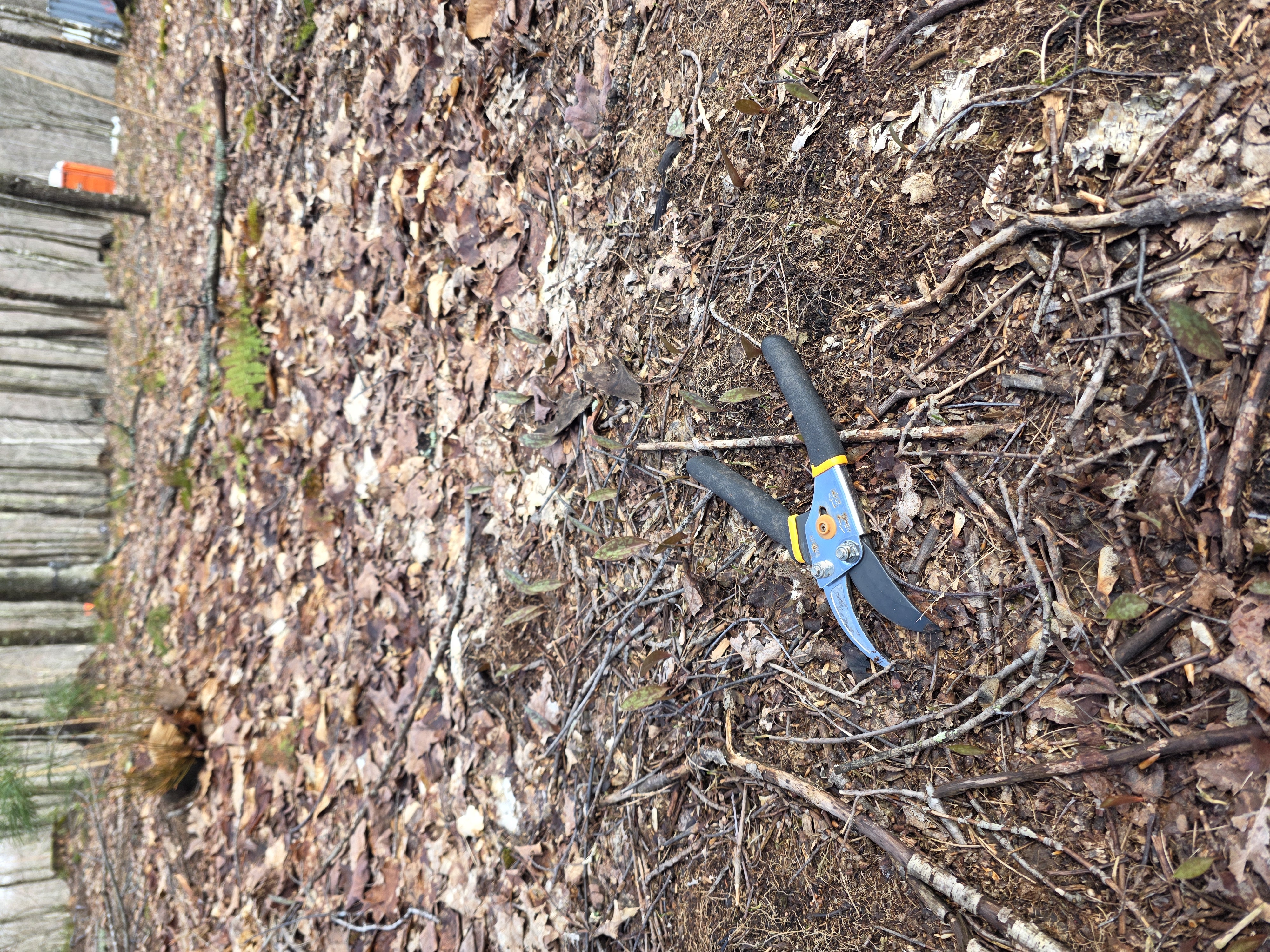 Recovered hand pruners lying on the forest floor
