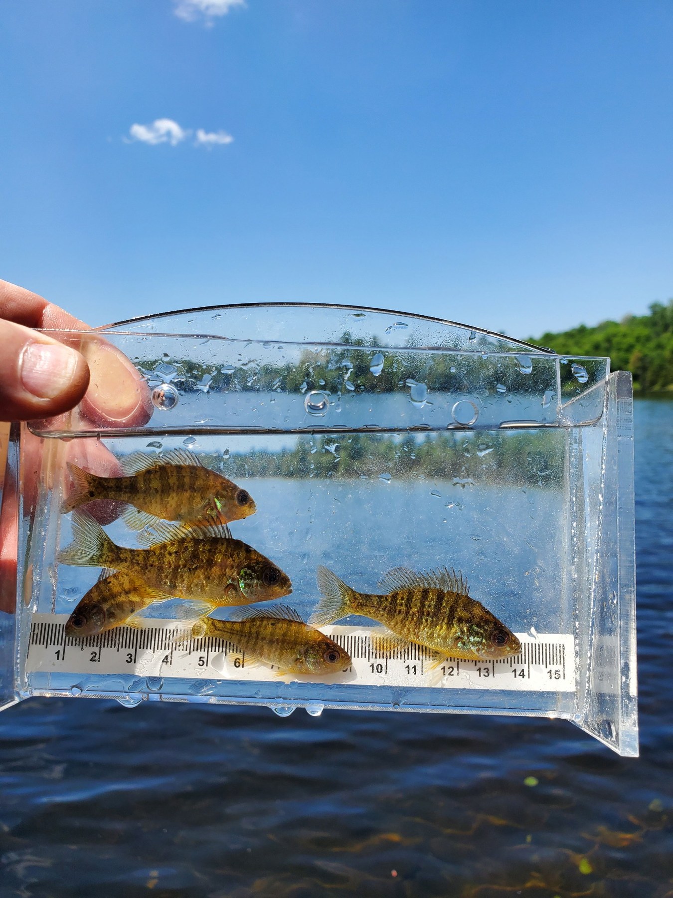 Pumpkinseed sunfish held in a measuring box from the larger pond system.