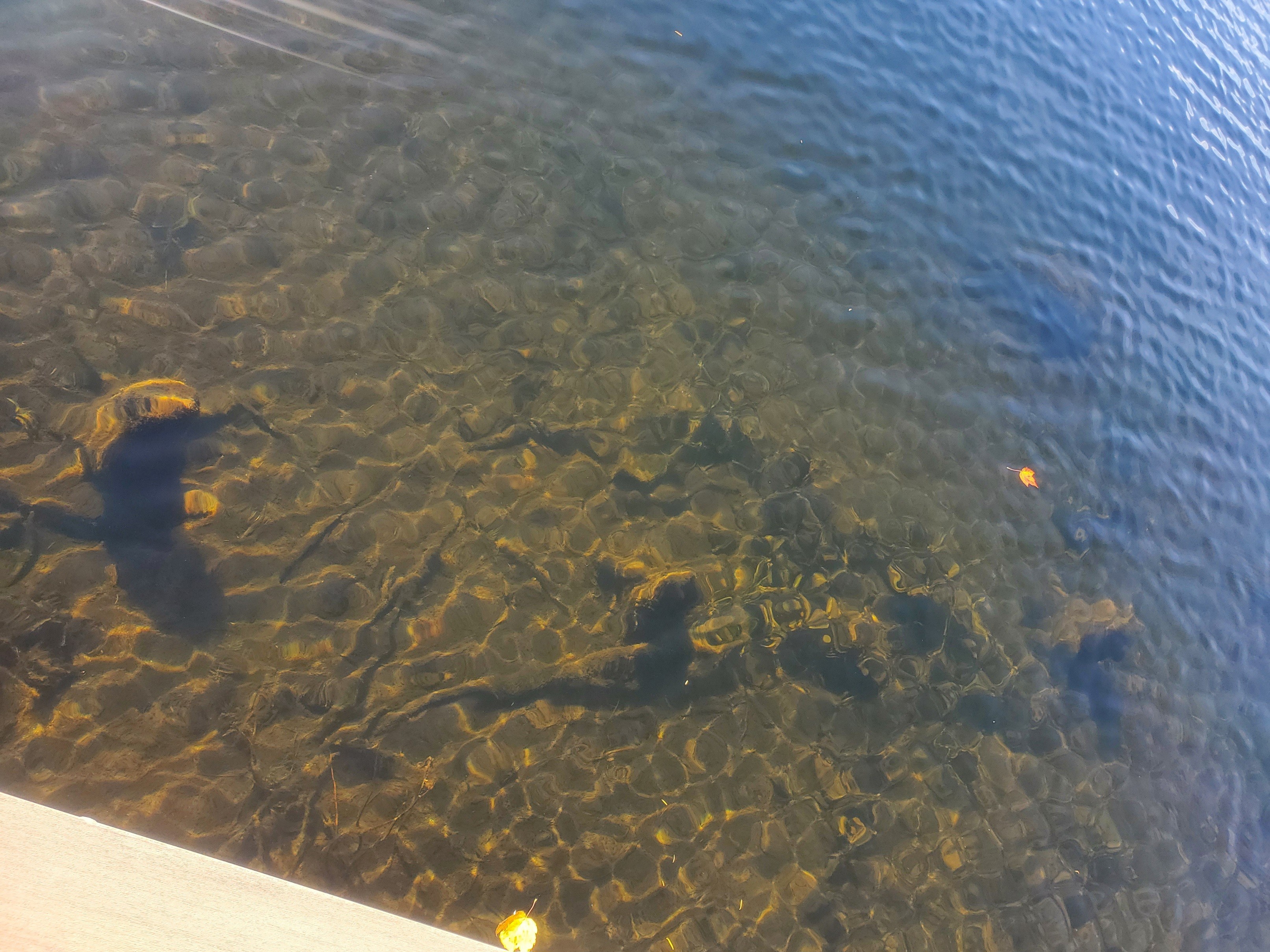 Sunlight through clear pond water over stones