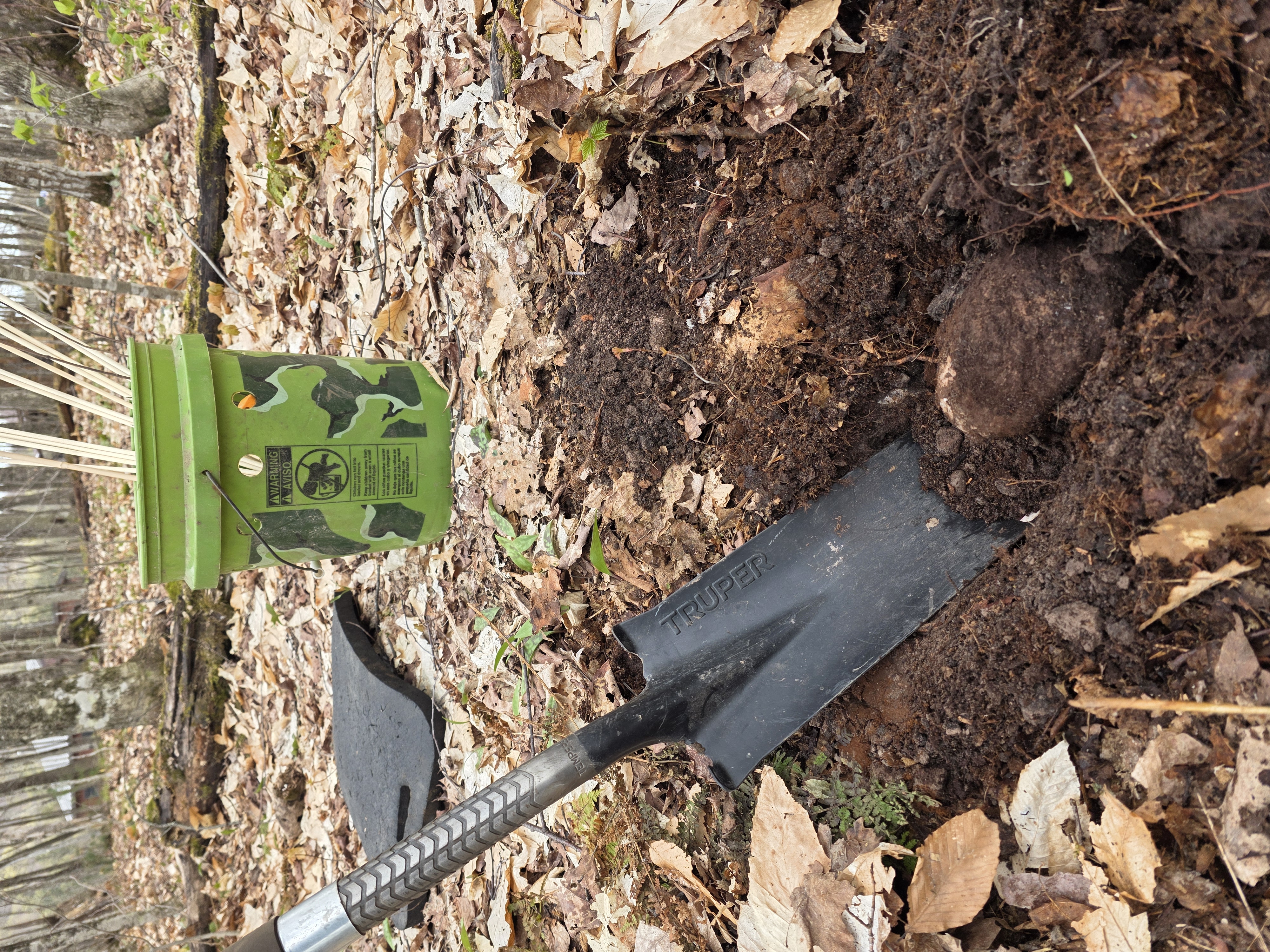 Glacial stone exposed in a planting hole