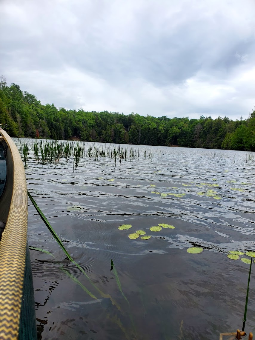 Looking toward Spring Pond from the canoe with lily pads over the submerged land bar