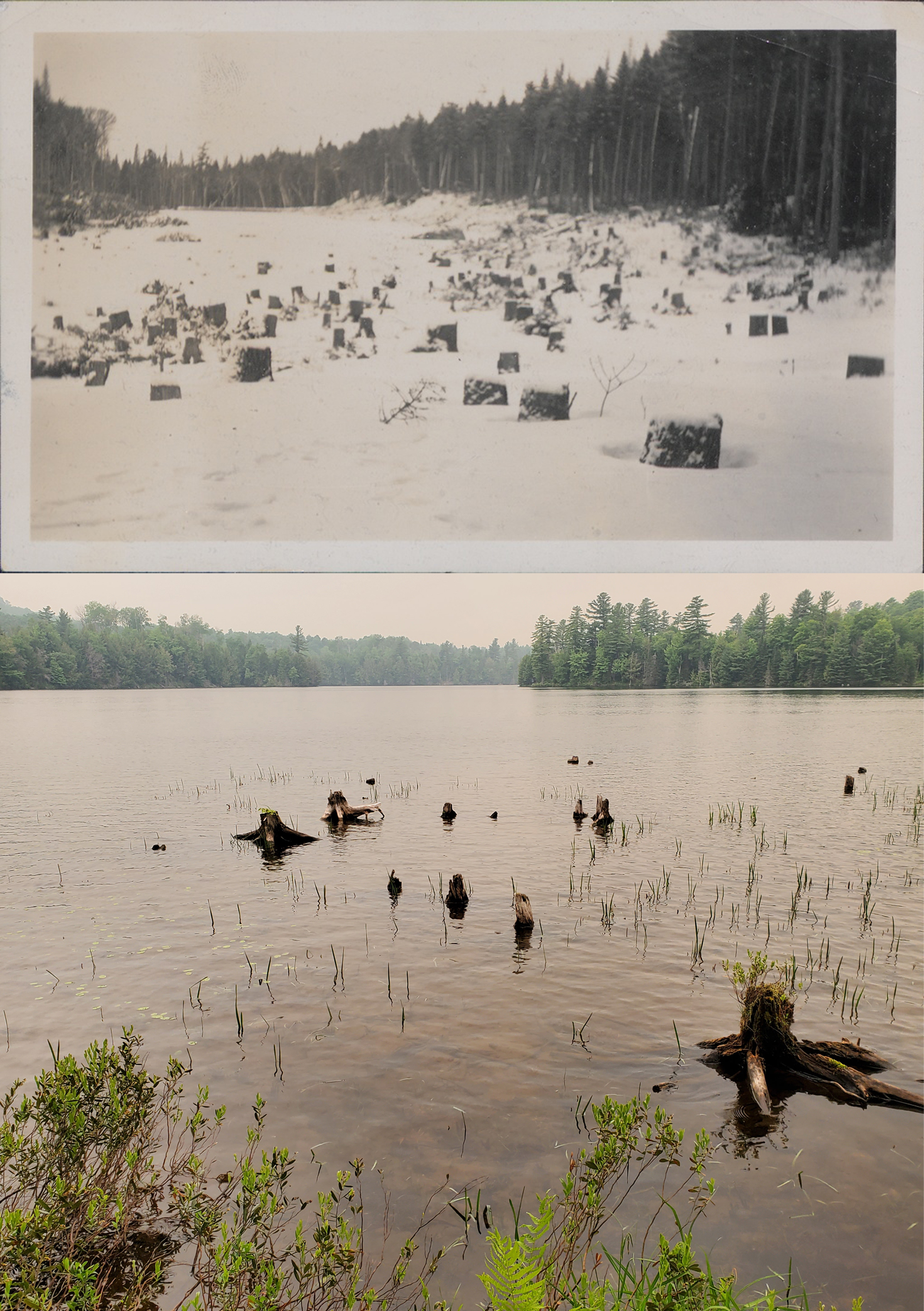 Submerged forest stumps