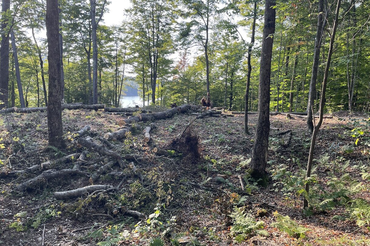 Cleared ground and felled timber on the slope below the Watch