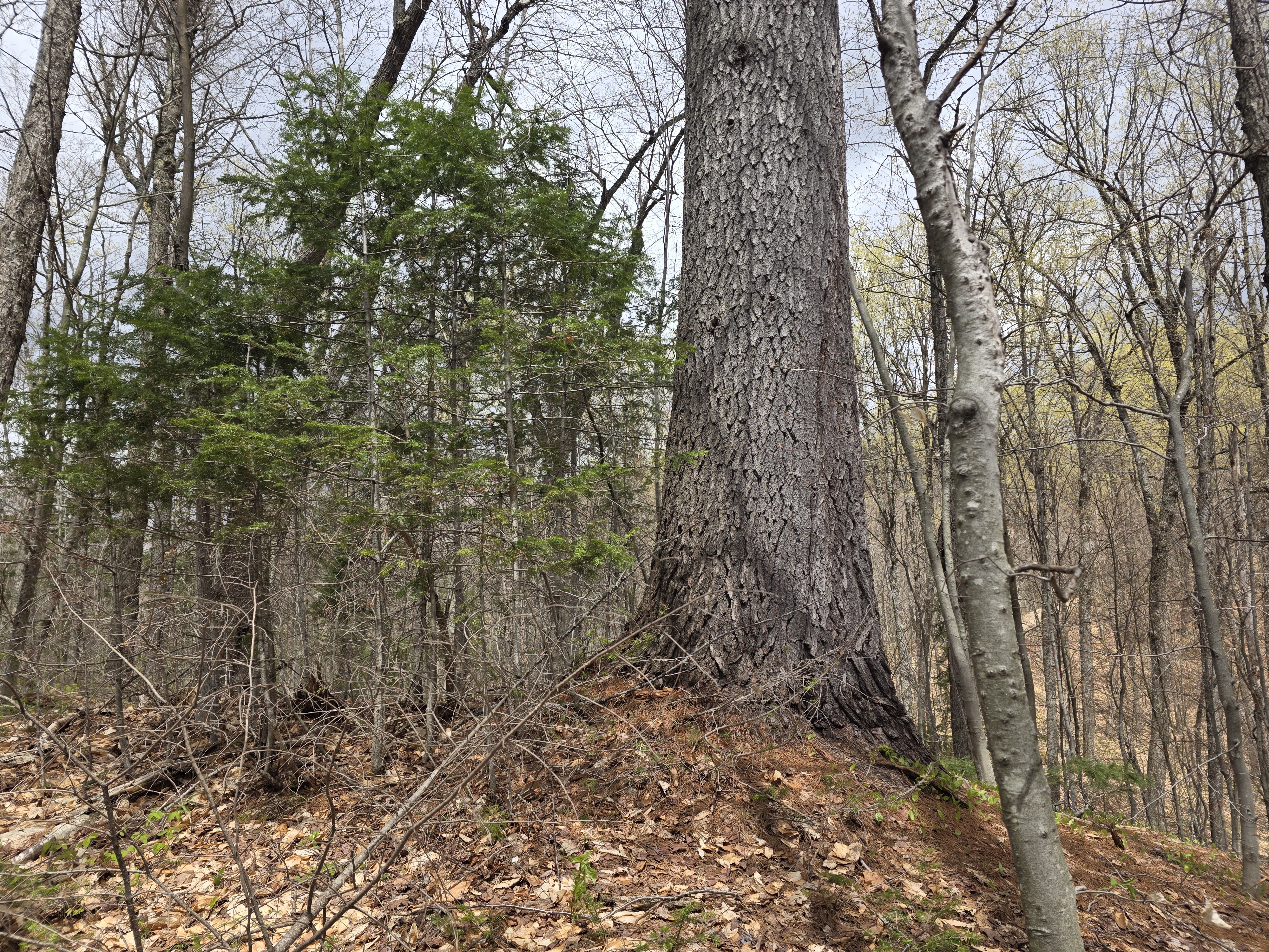 Base of the Sentinel tree rooted on a mound above a slope