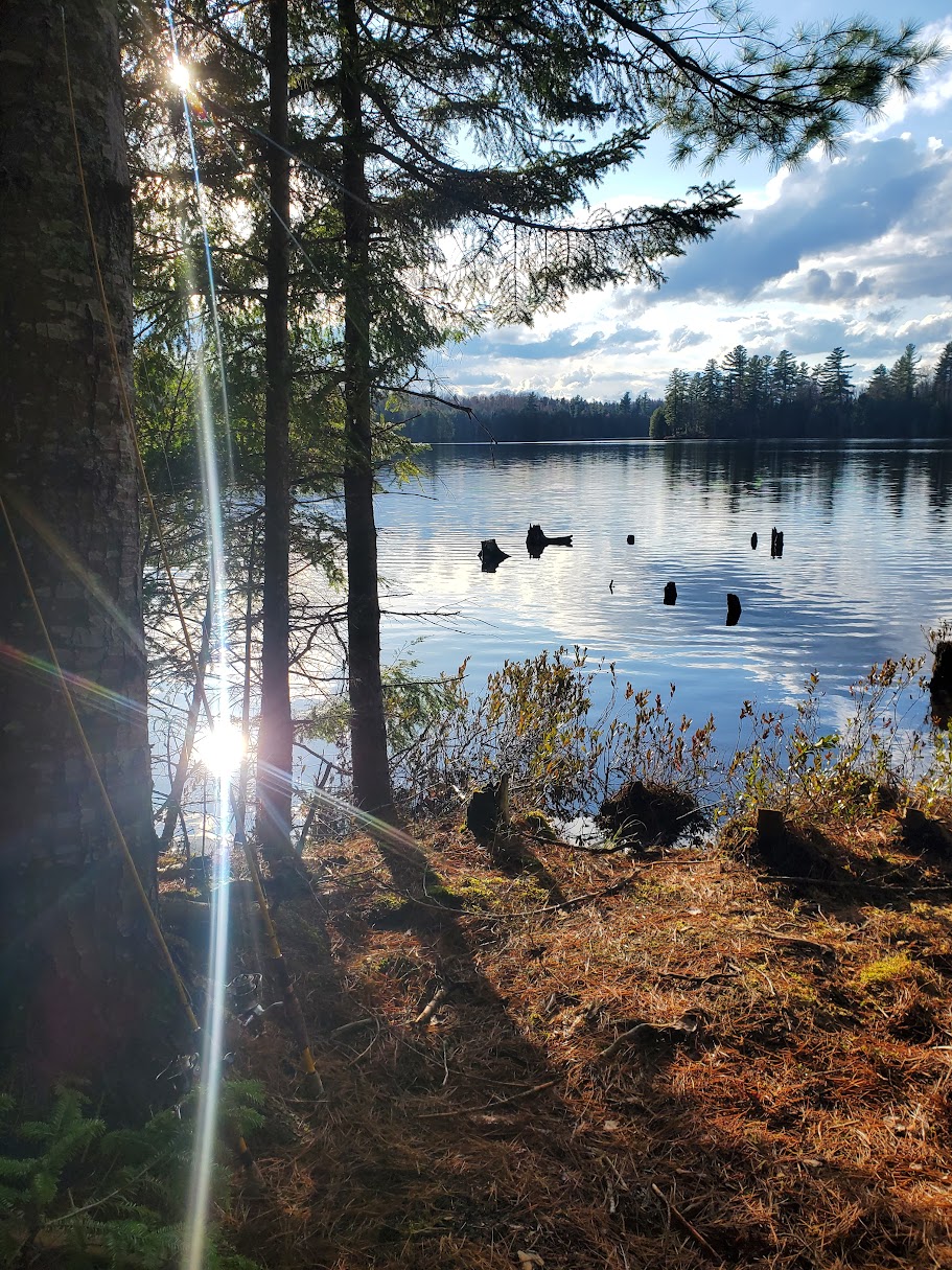 Cut stumps and rooted remains standing in the raised water of Twin Ponds